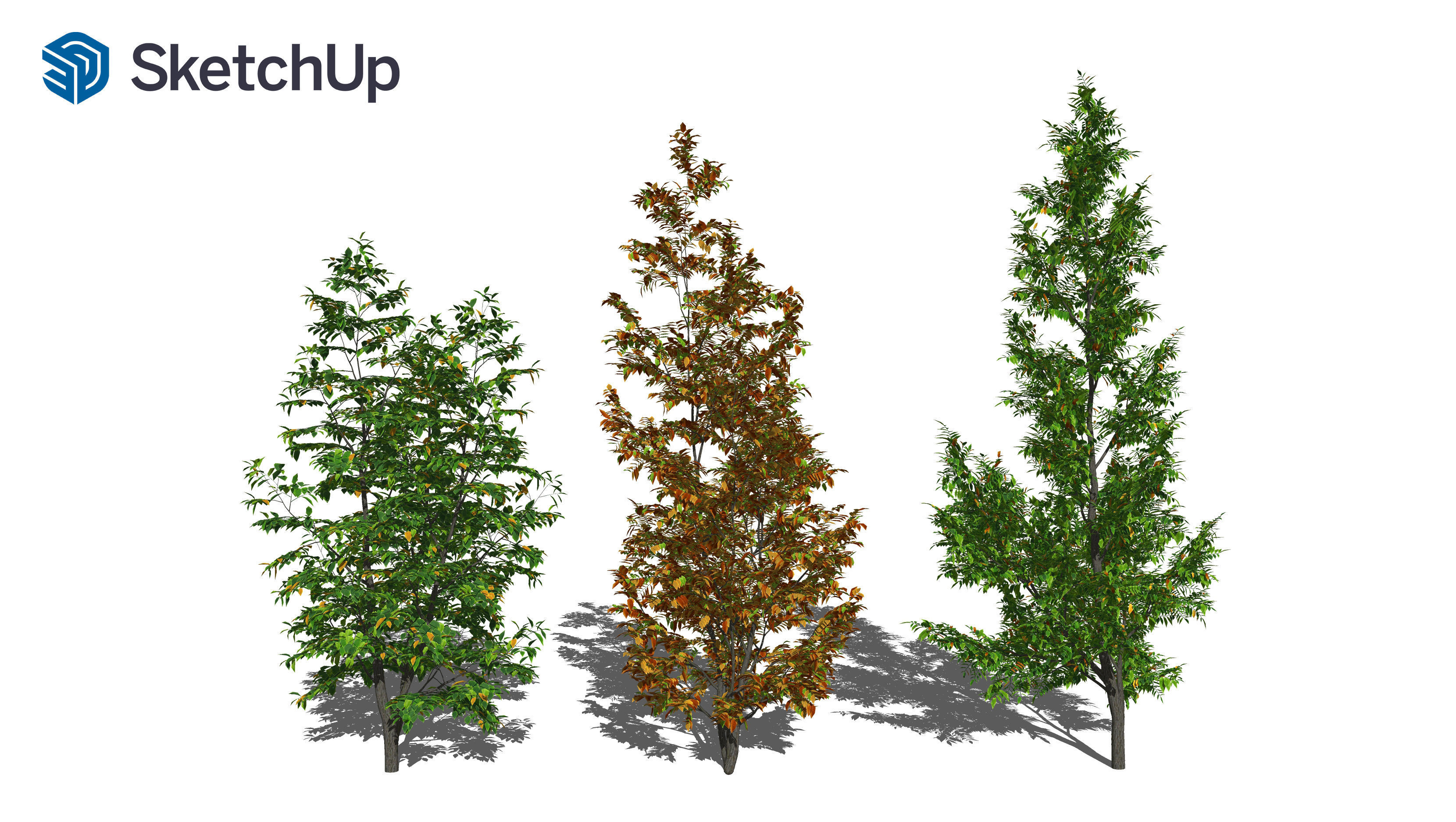 Fraxinus americana tree-1 3D model_7