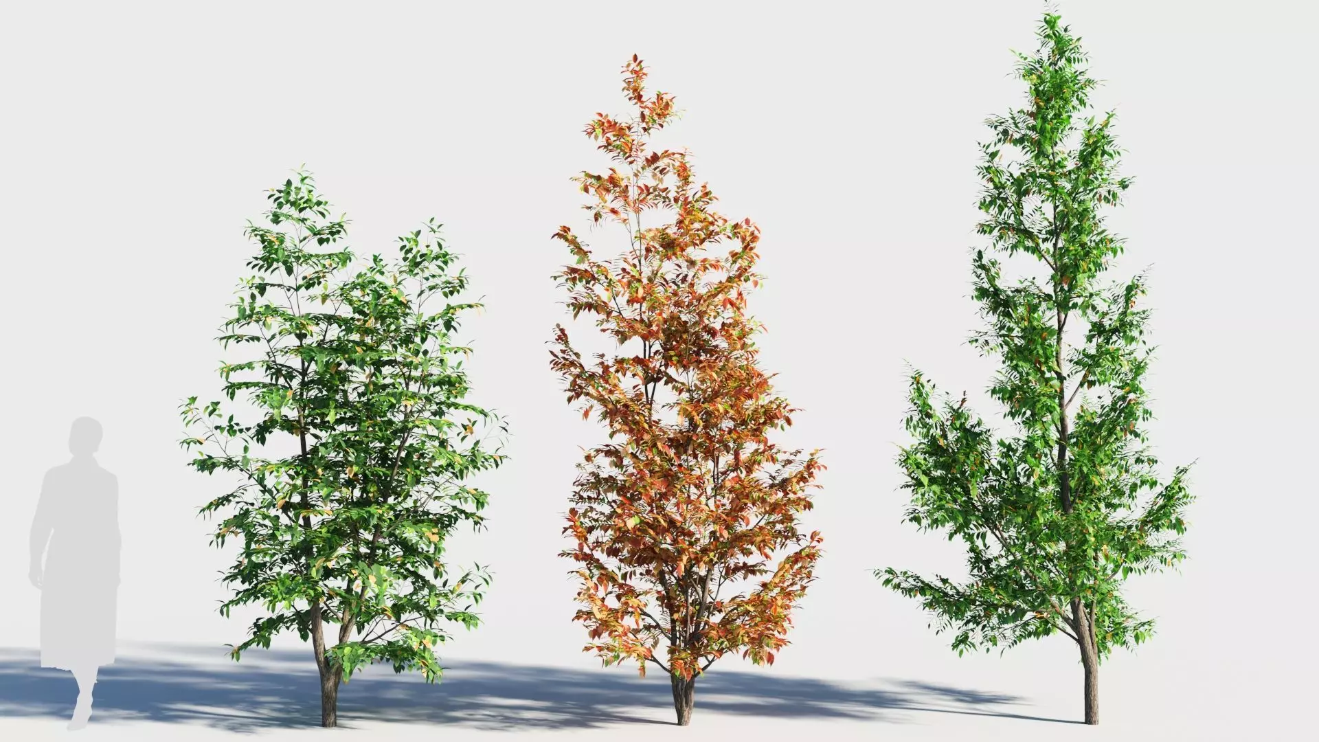 Fraxinus americana tree-1 3D model_0