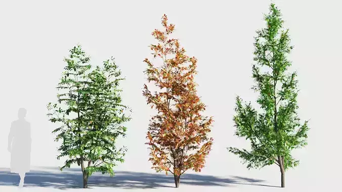 Fraxinus americana tree-1