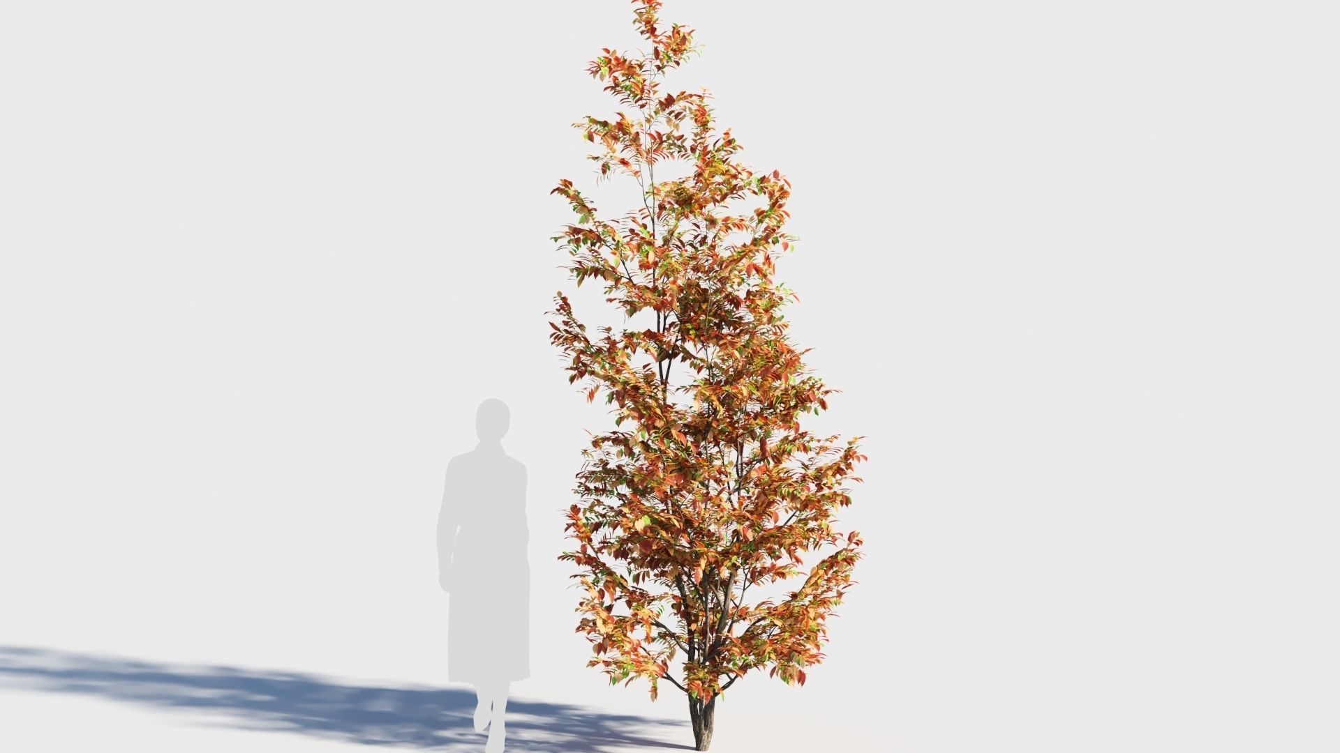 Fraxinus americana tree-1 3D model_5