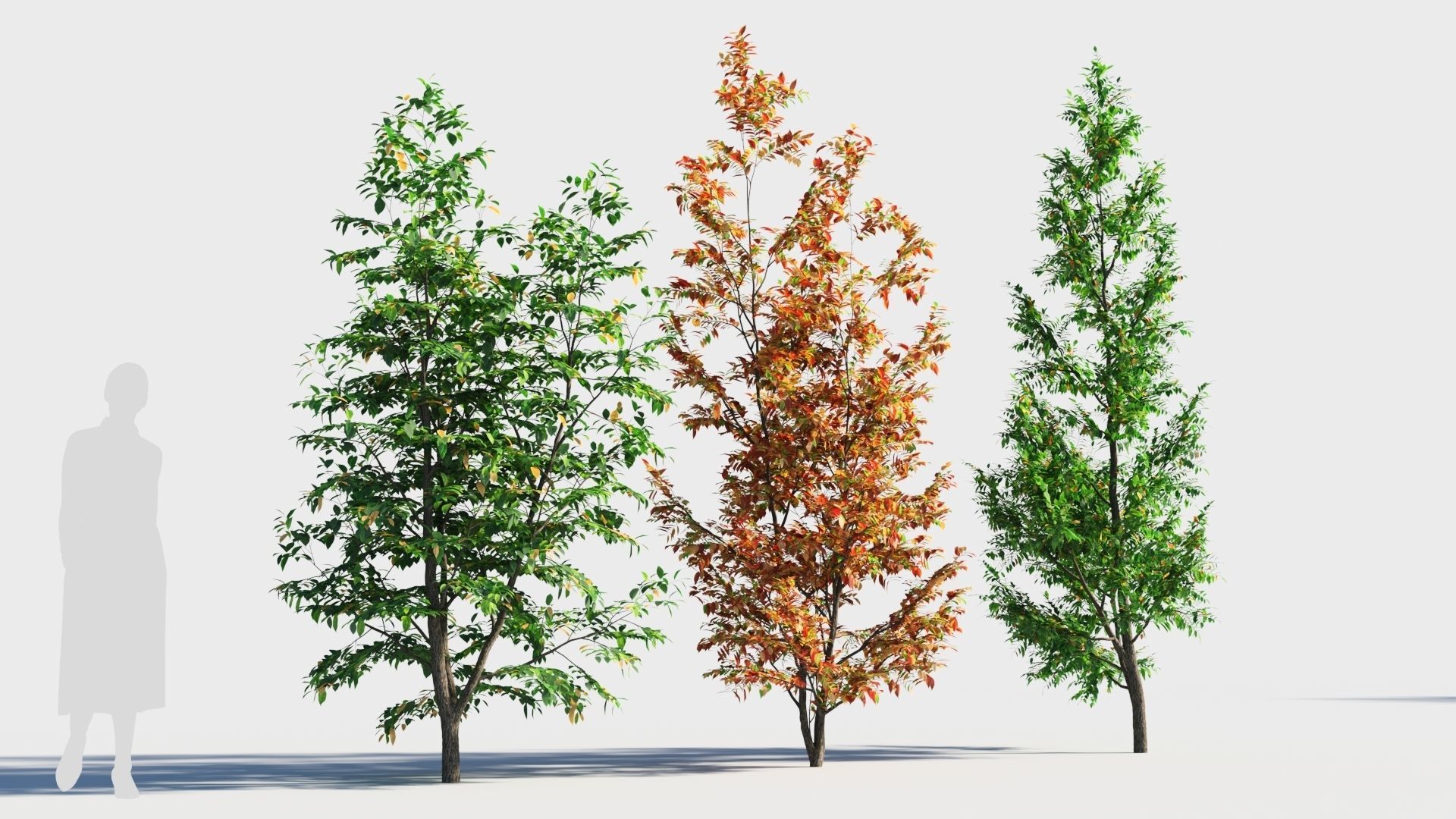 Fraxinus americana tree-1 3D model_2