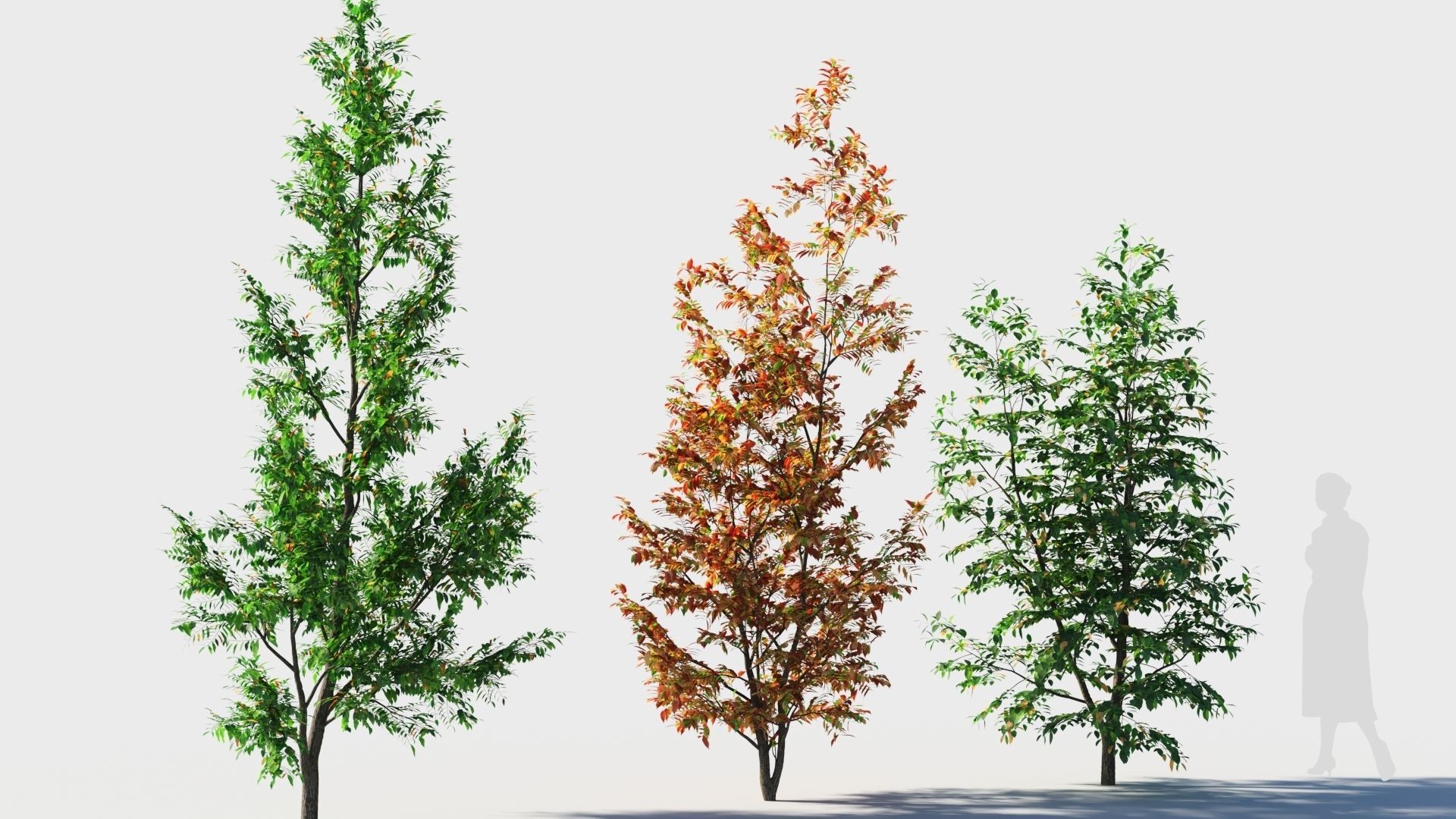 Fraxinus americana tree-1 3D model_3
