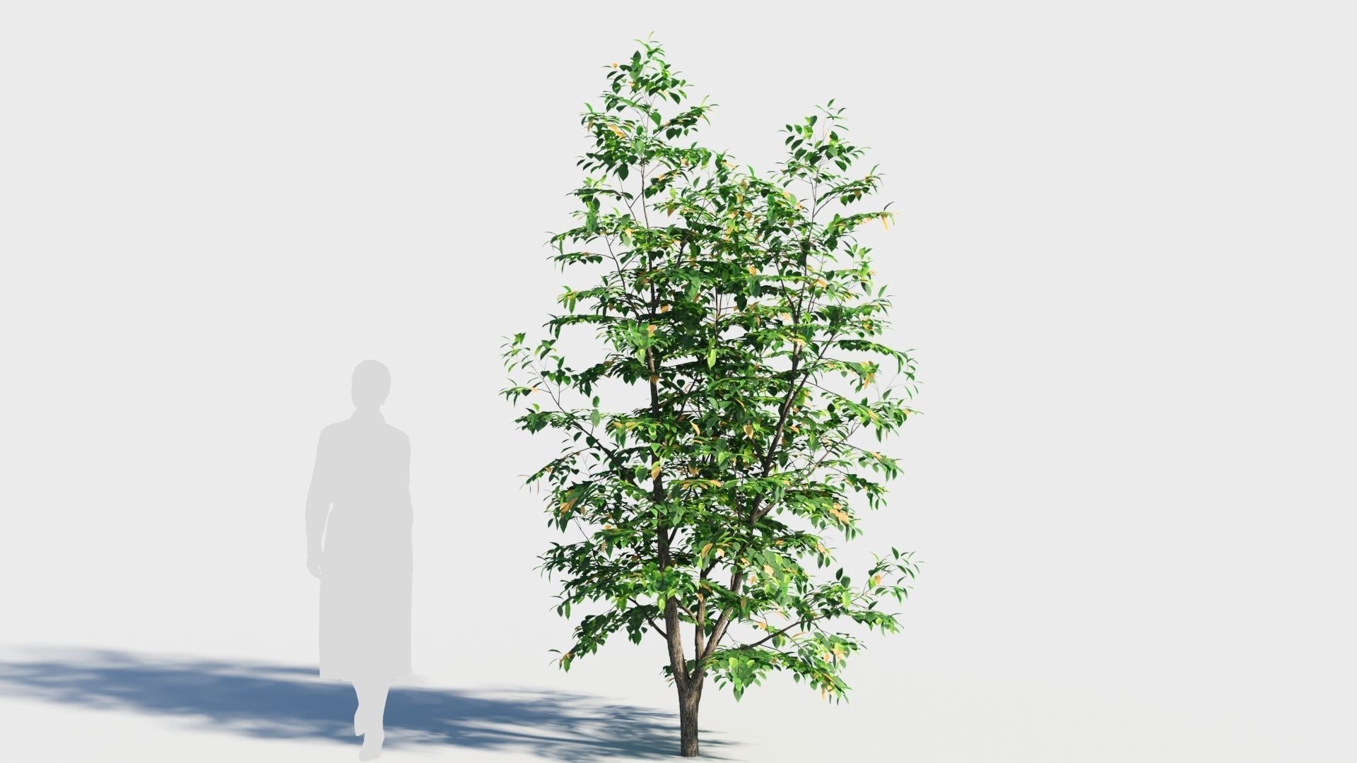 Fraxinus americana tree-1 3D model_4