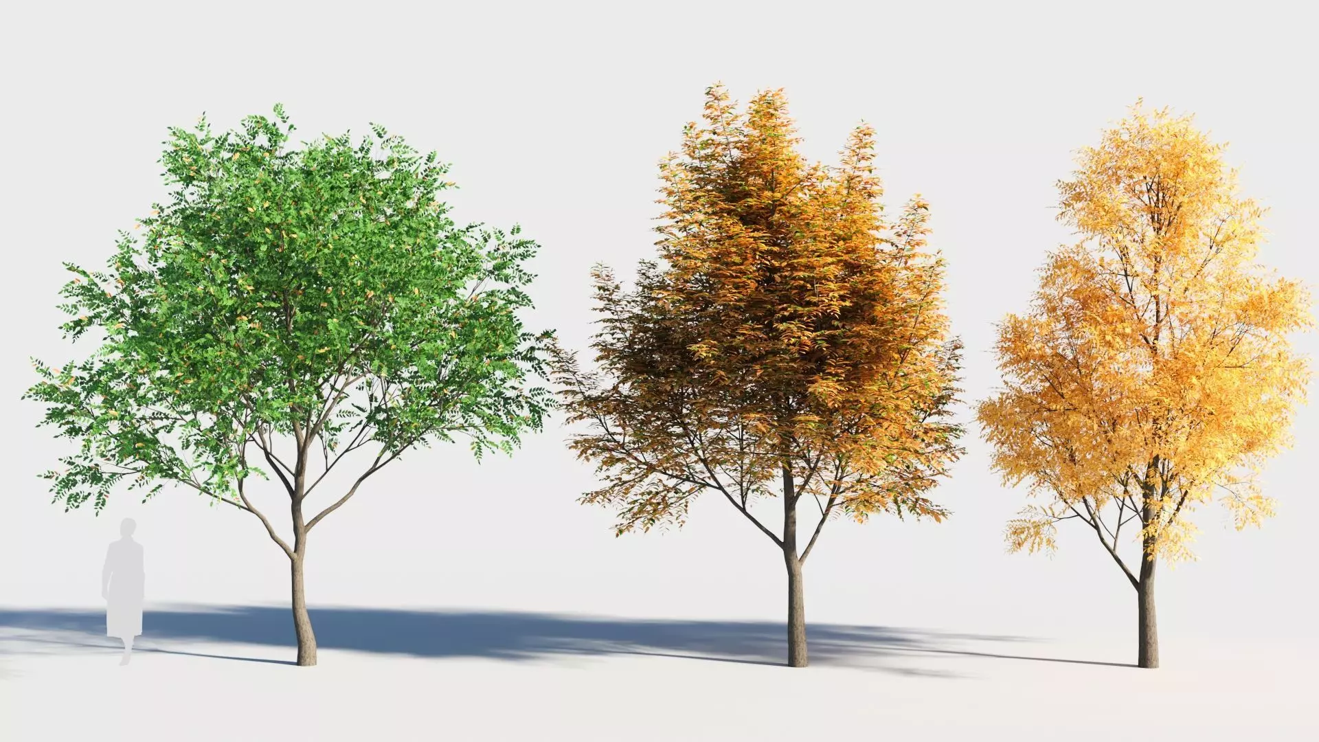 Fraxinus americana tree-2 3D model_0