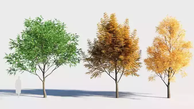 Fraxinus americana tree-2 3D model