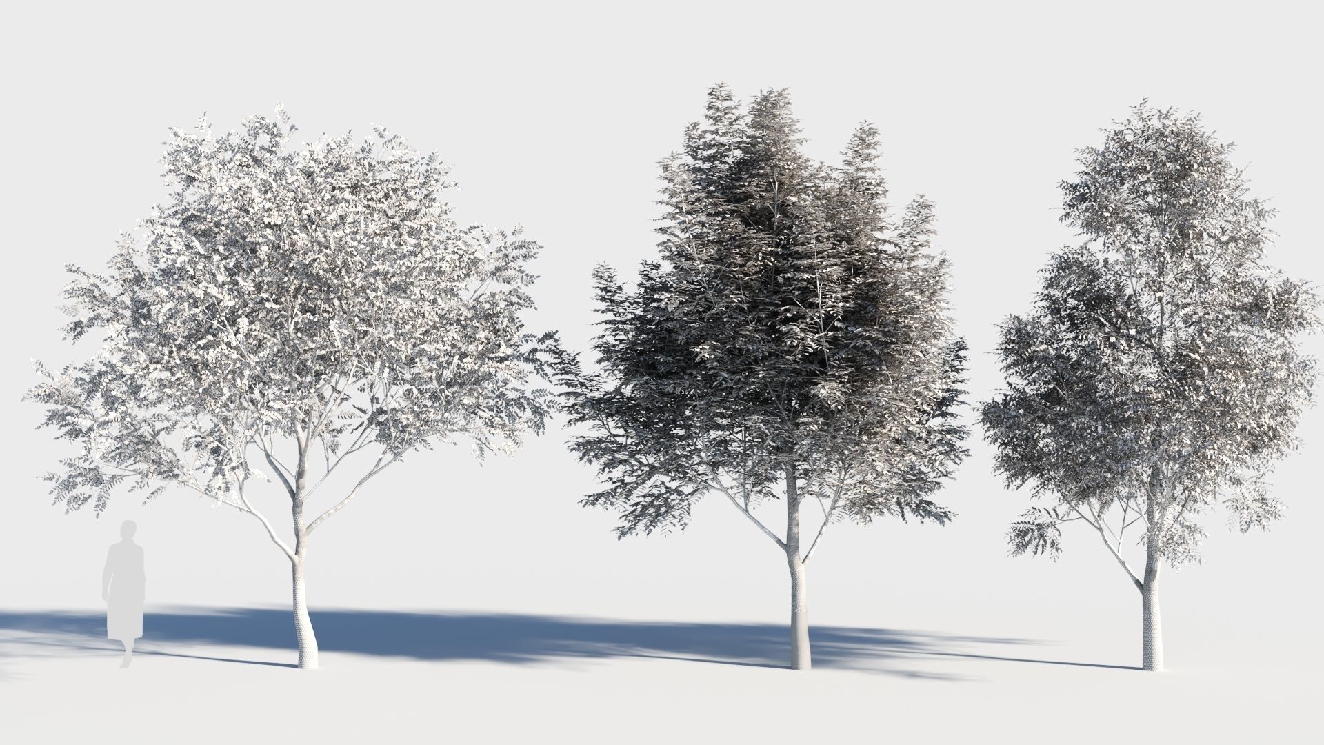 Fraxinus americana tree-2 3D model_7