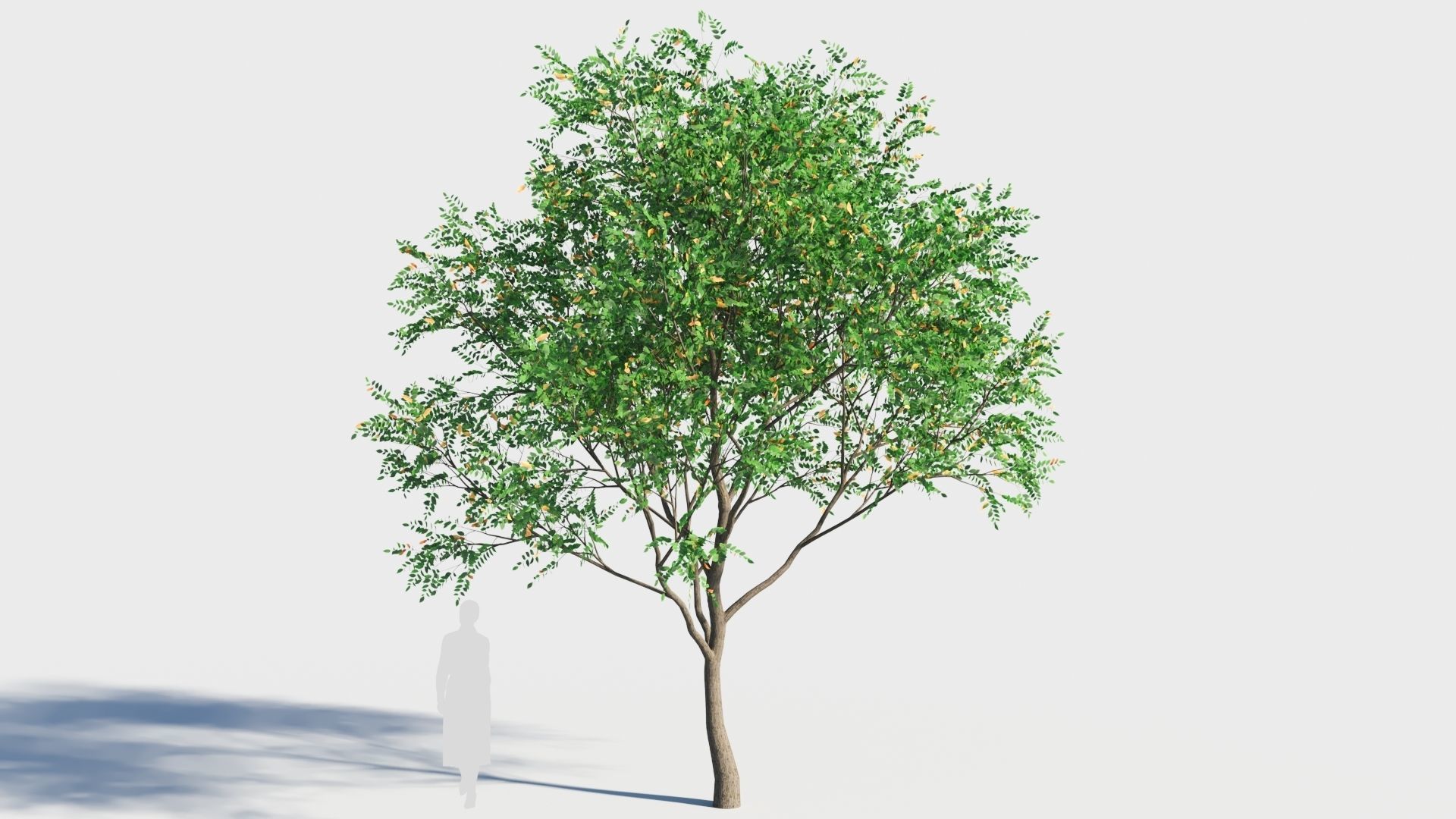 Fraxinus americana tree-2 3D model_3