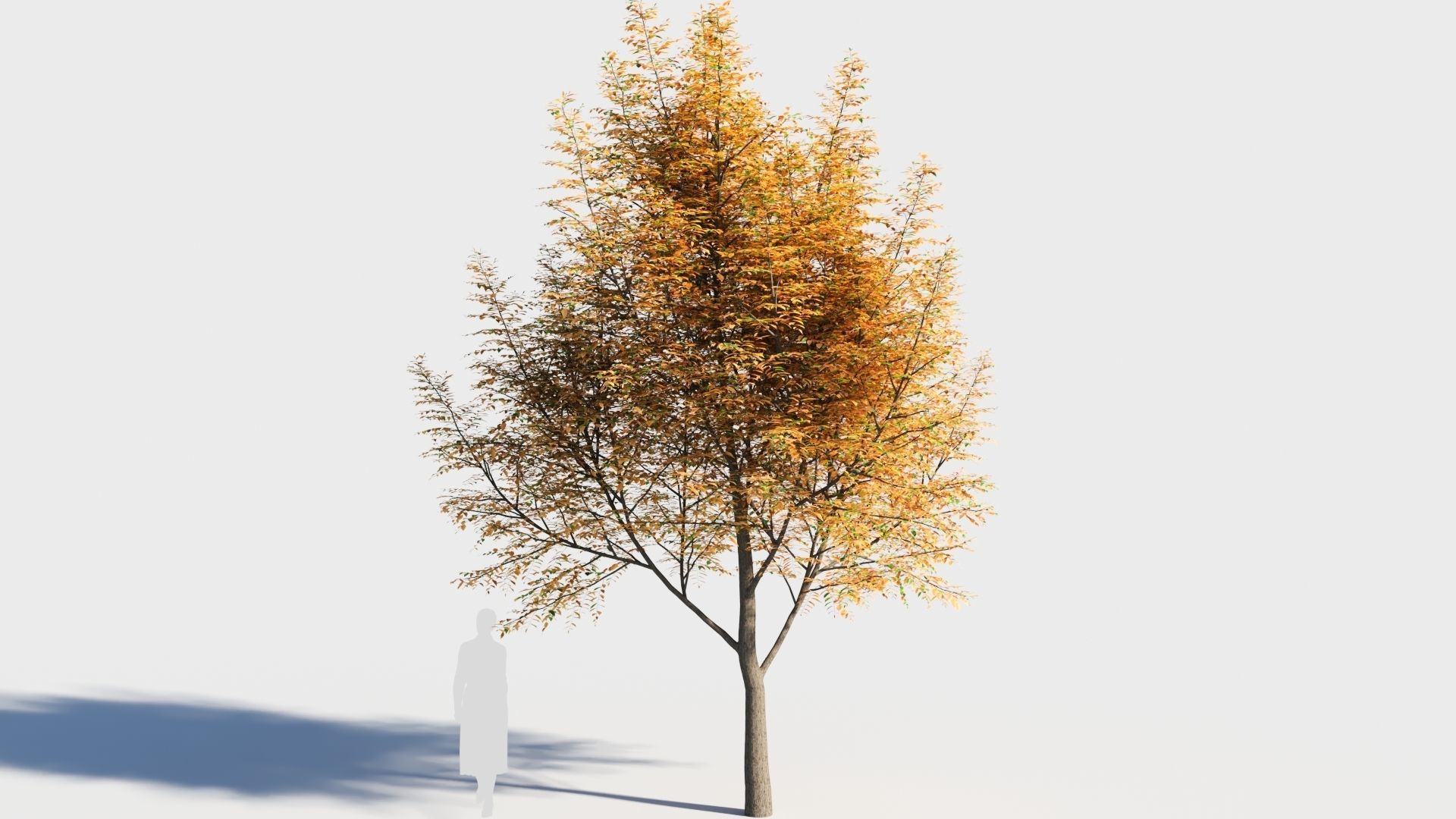 Fraxinus americana tree-2 3D model_4