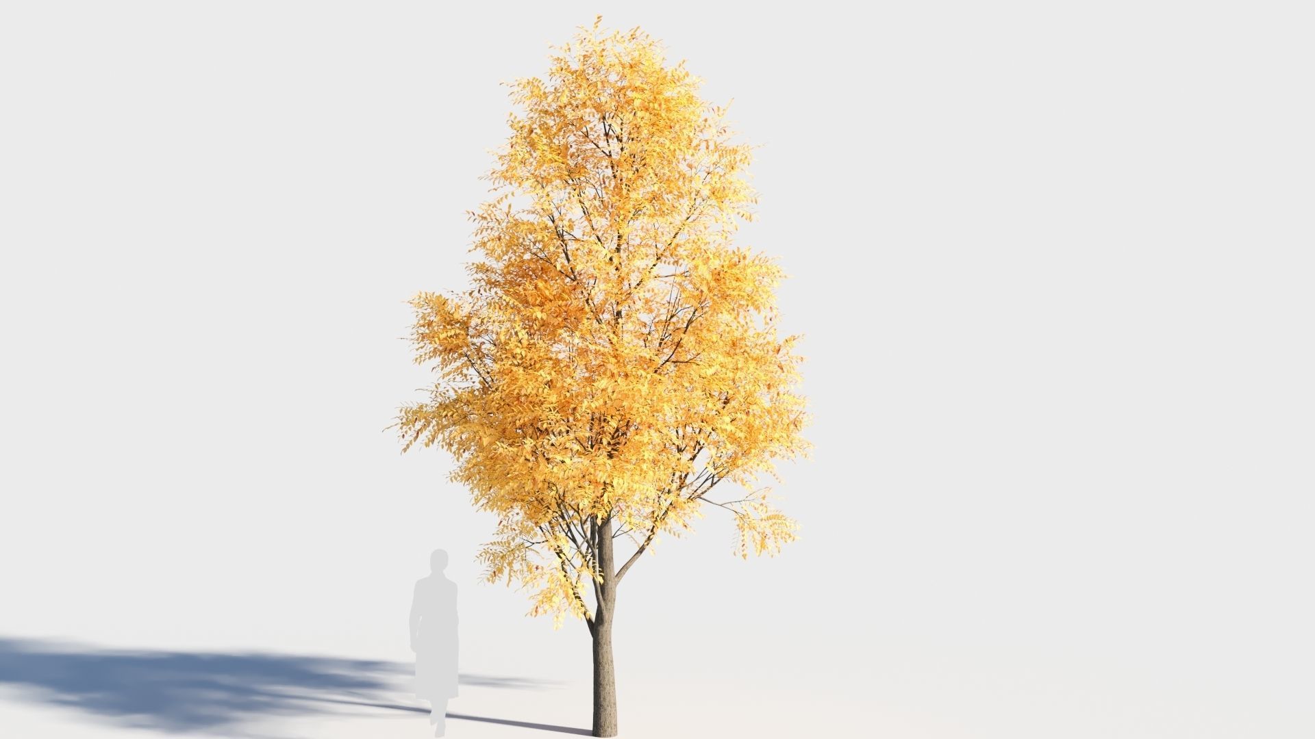 Fraxinus americana tree-2 3D model_5