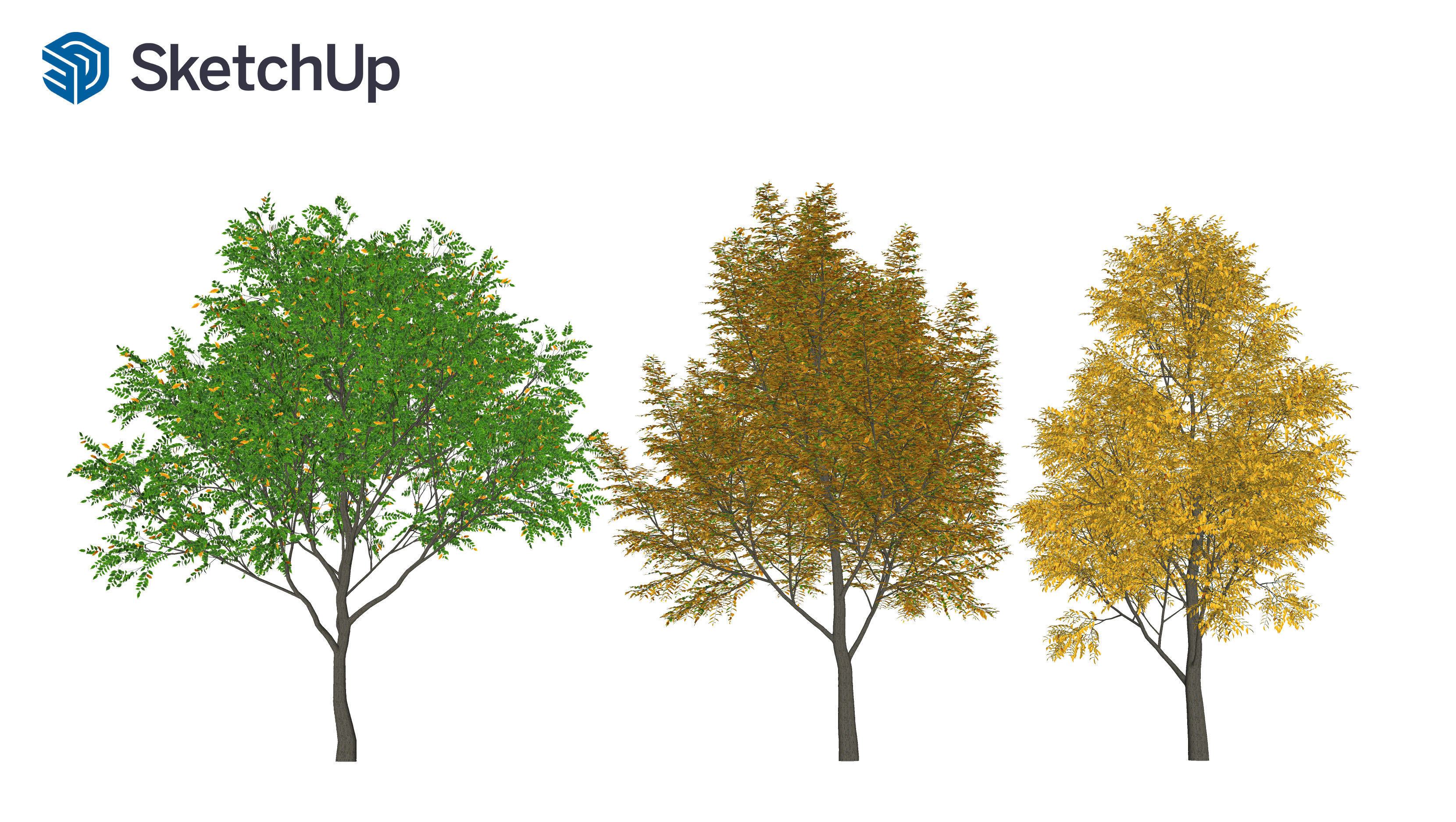 Fraxinus americana tree-2 3D model_6