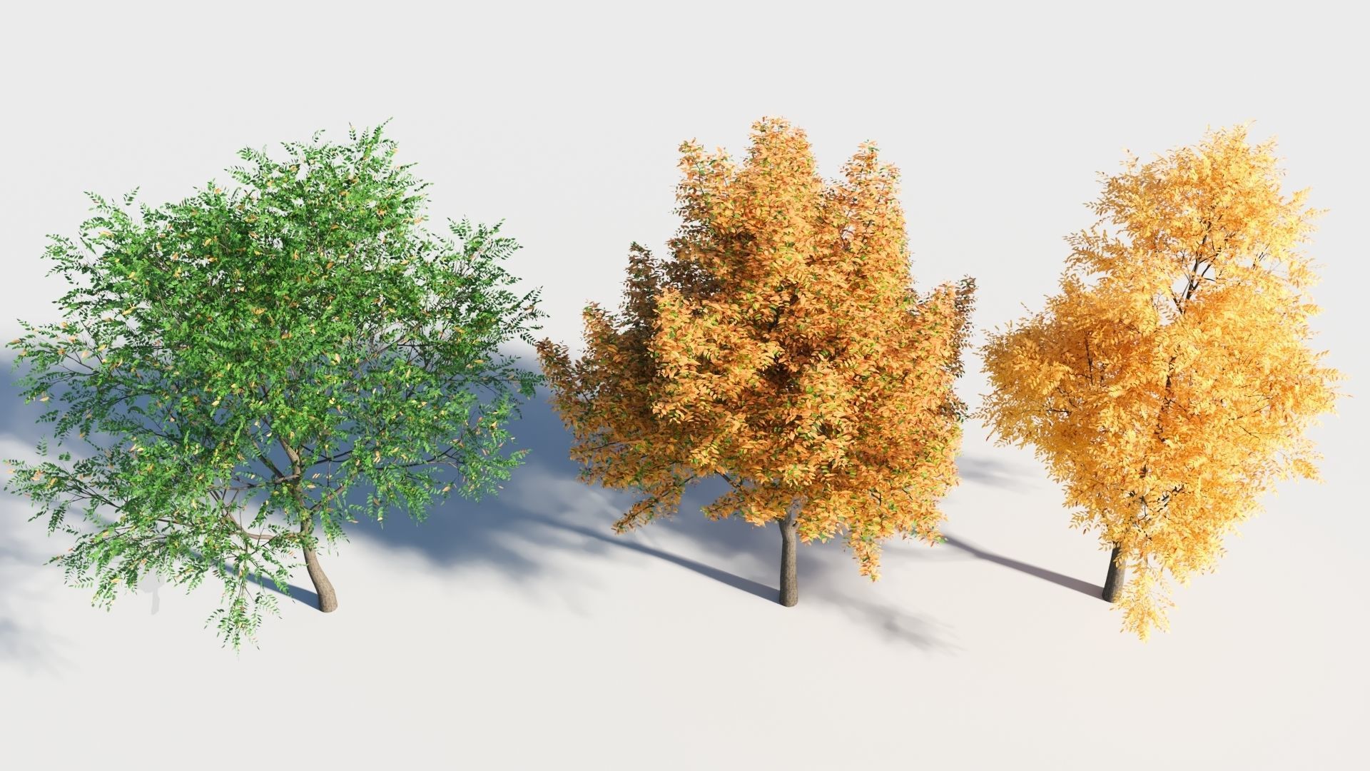 Fraxinus americana tree-2 3D model_1