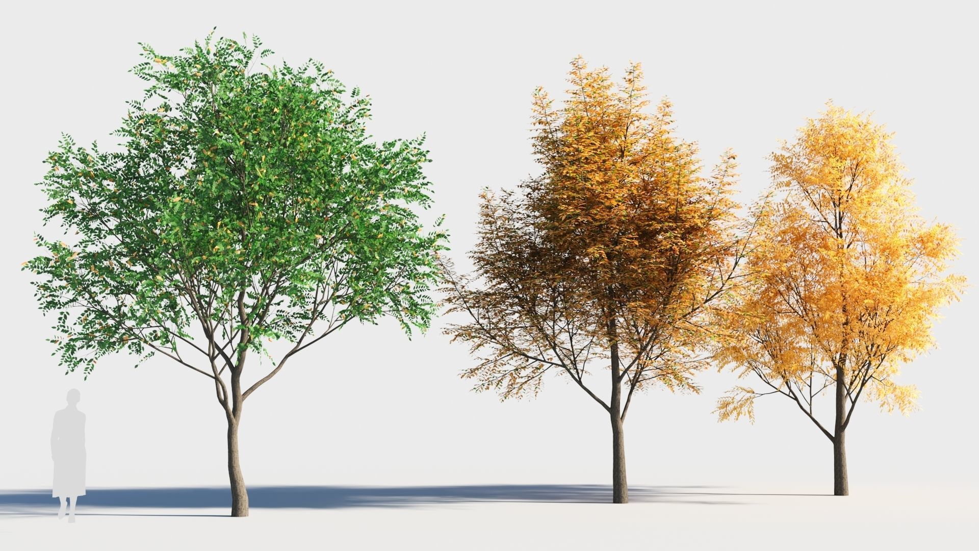 Fraxinus americana tree-2 3D model_2