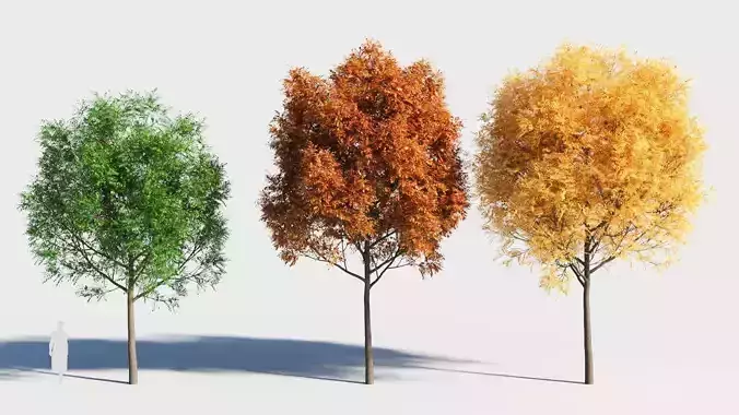 Fraxinus americana tree-3