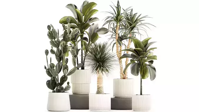 Set of beautiful desert plants in flowerpots for decor 1321 3D model