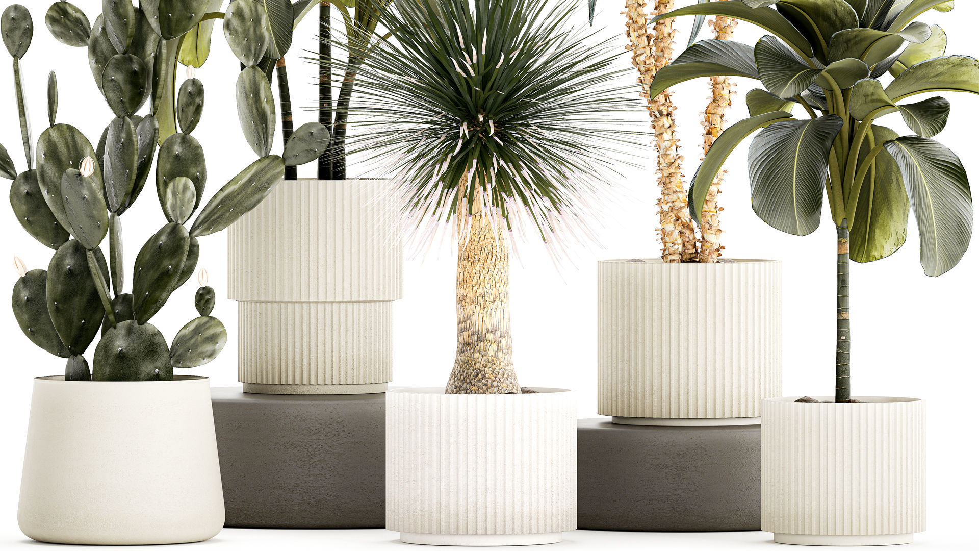 Set of beautiful desert plants in flowerpots for decor 1321 3D model_3