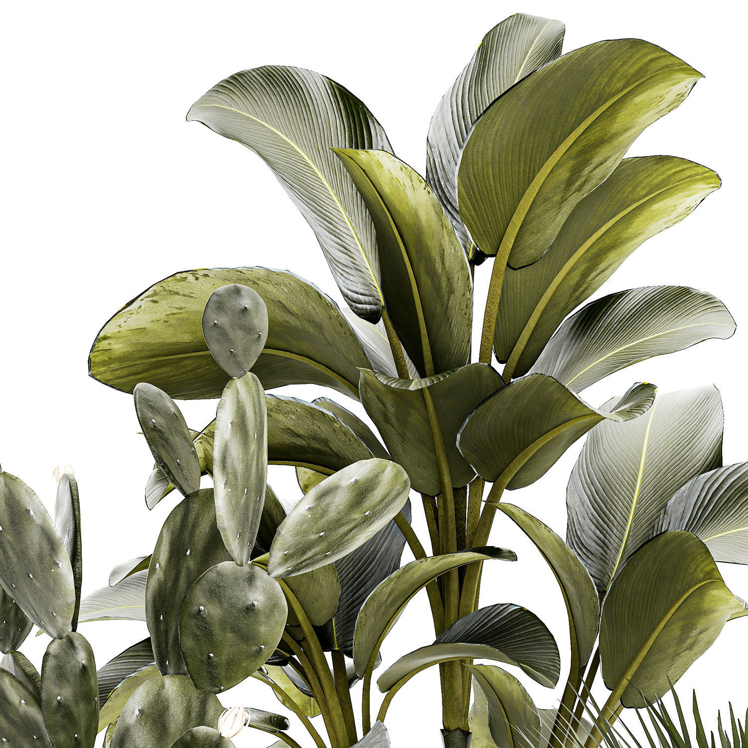 Set of beautiful desert plants in flowerpots for decor 1321 3D model_12