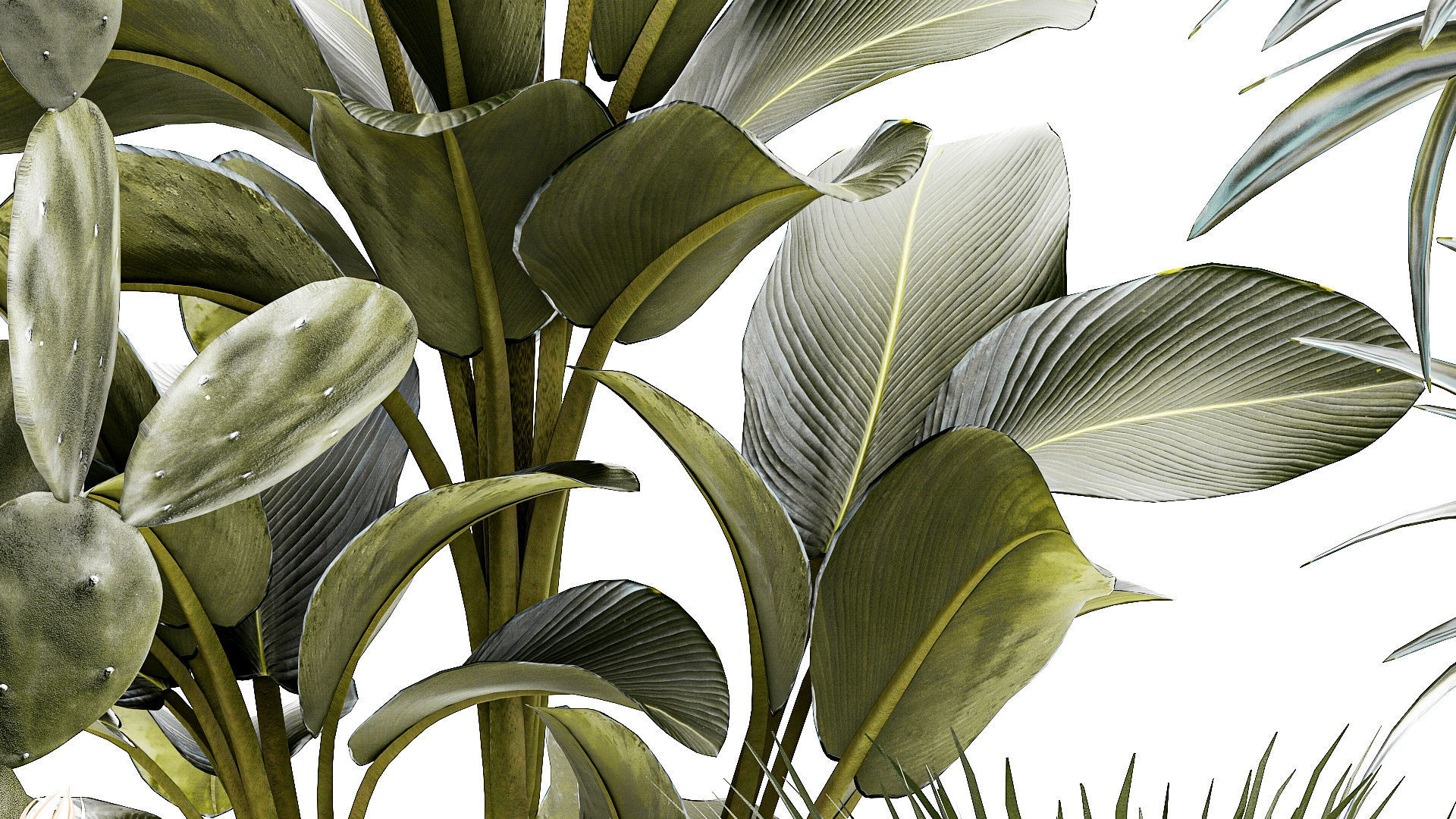 Set of beautiful desert plants in flowerpots for decor 1321 3D model_6