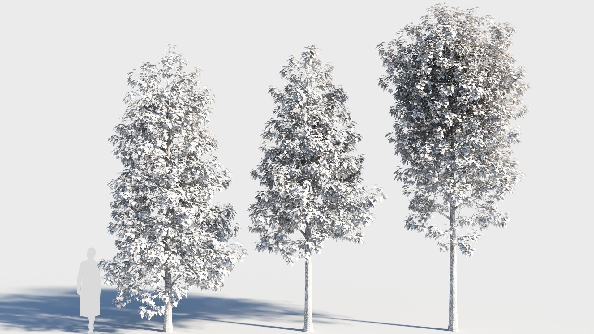 Populus balsamifera tree-1 3D model_8