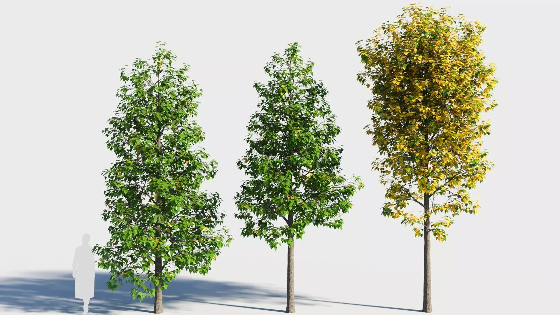 Populus balsamifera tree-1 3D model_0