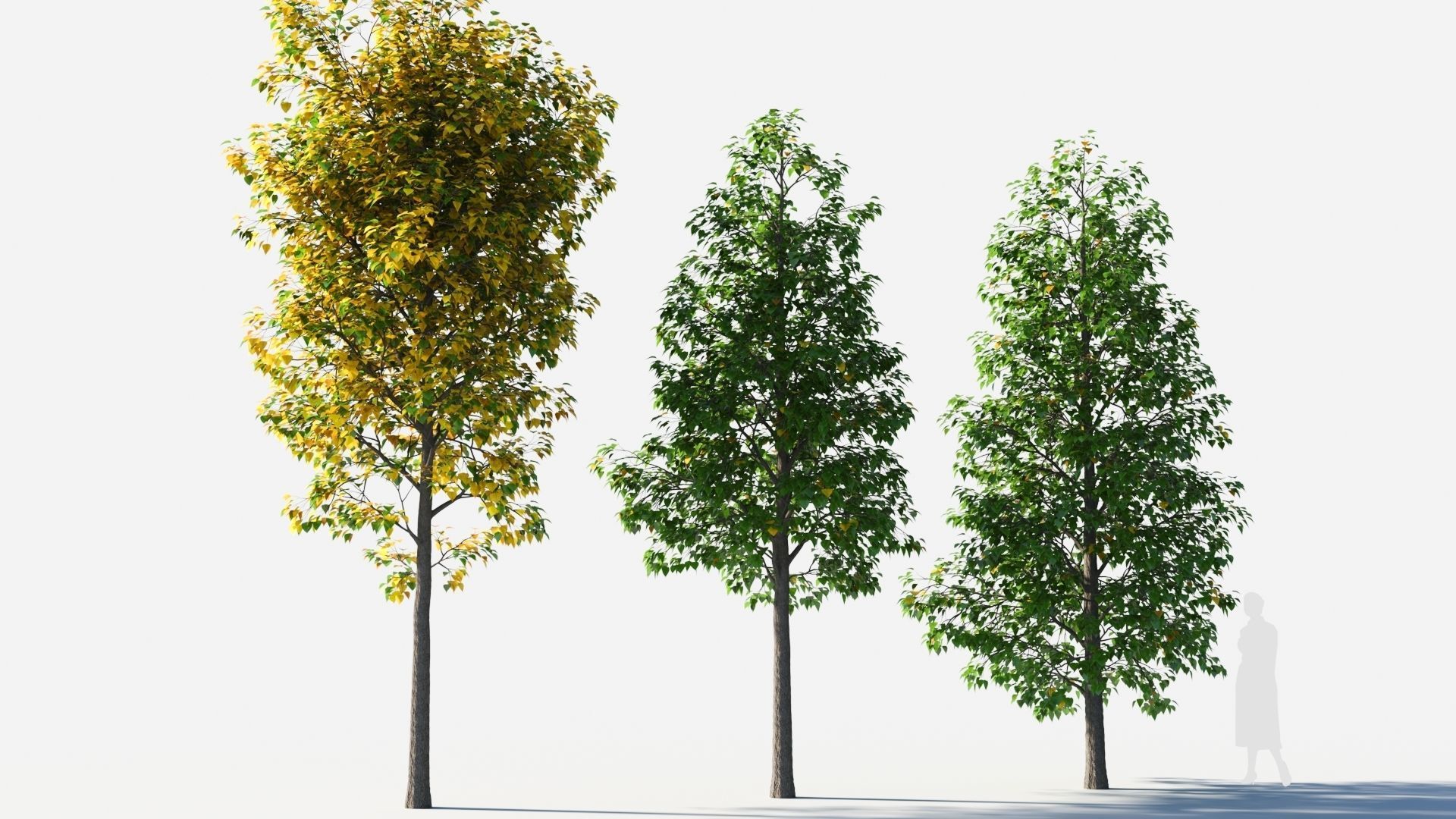 Populus balsamifera tree-1 3D model_3