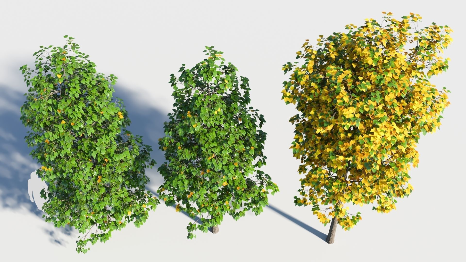 Populus balsamifera tree-1 3D model_1