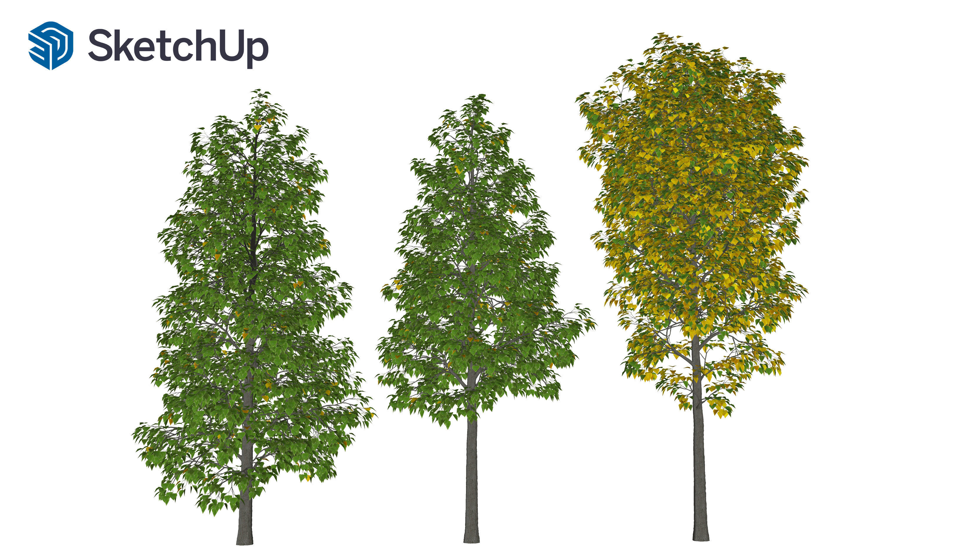 Populus balsamifera tree-1 3D model_7