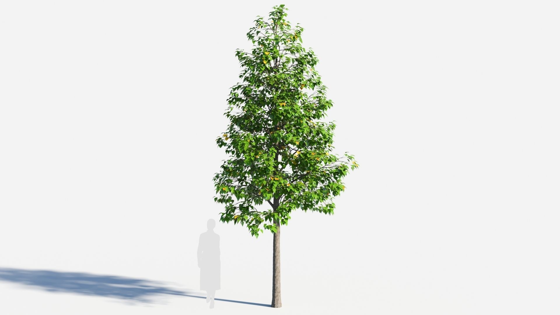Populus balsamifera tree-1 3D model_5