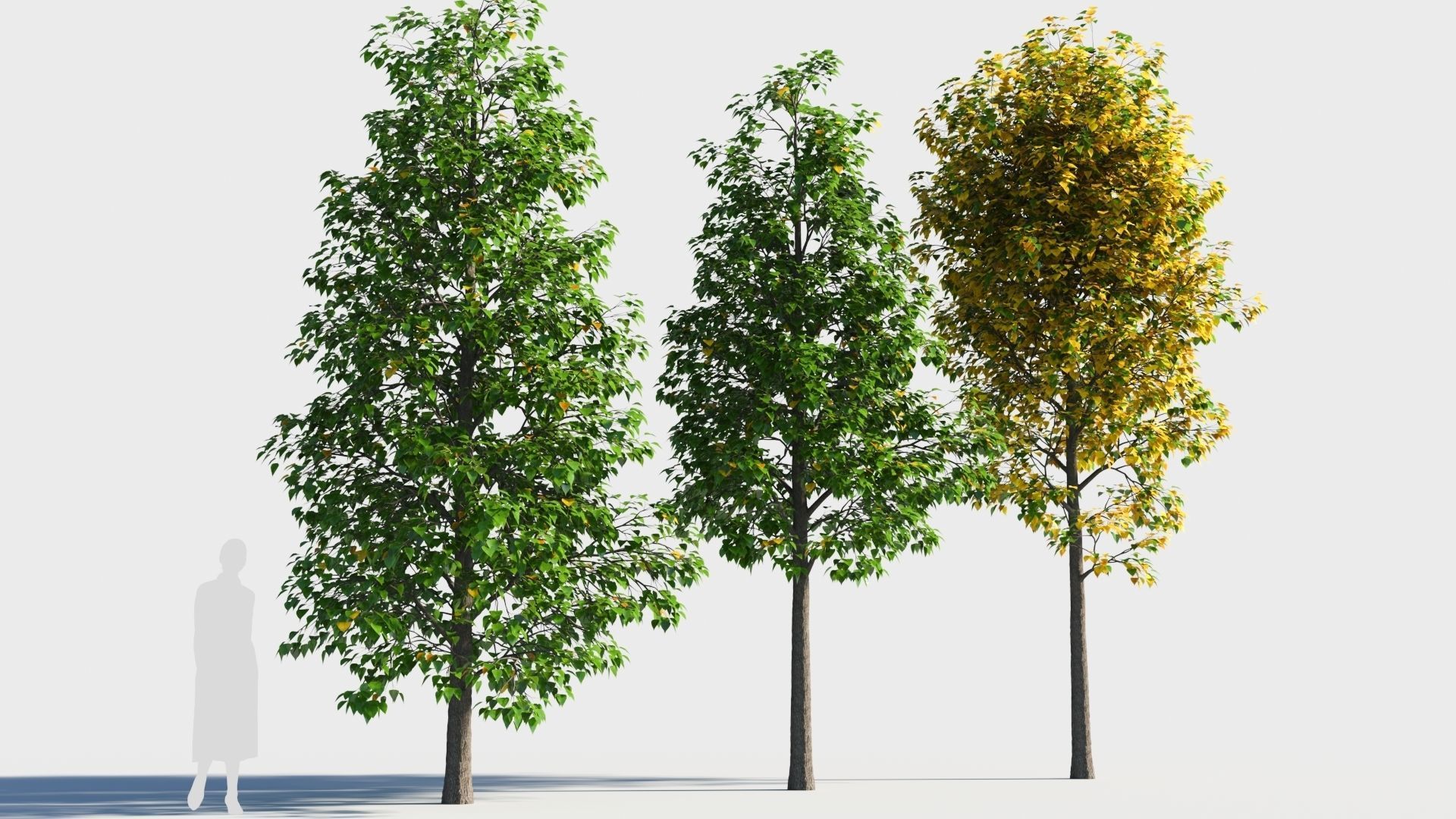 Populus balsamifera tree-1 3D model_2