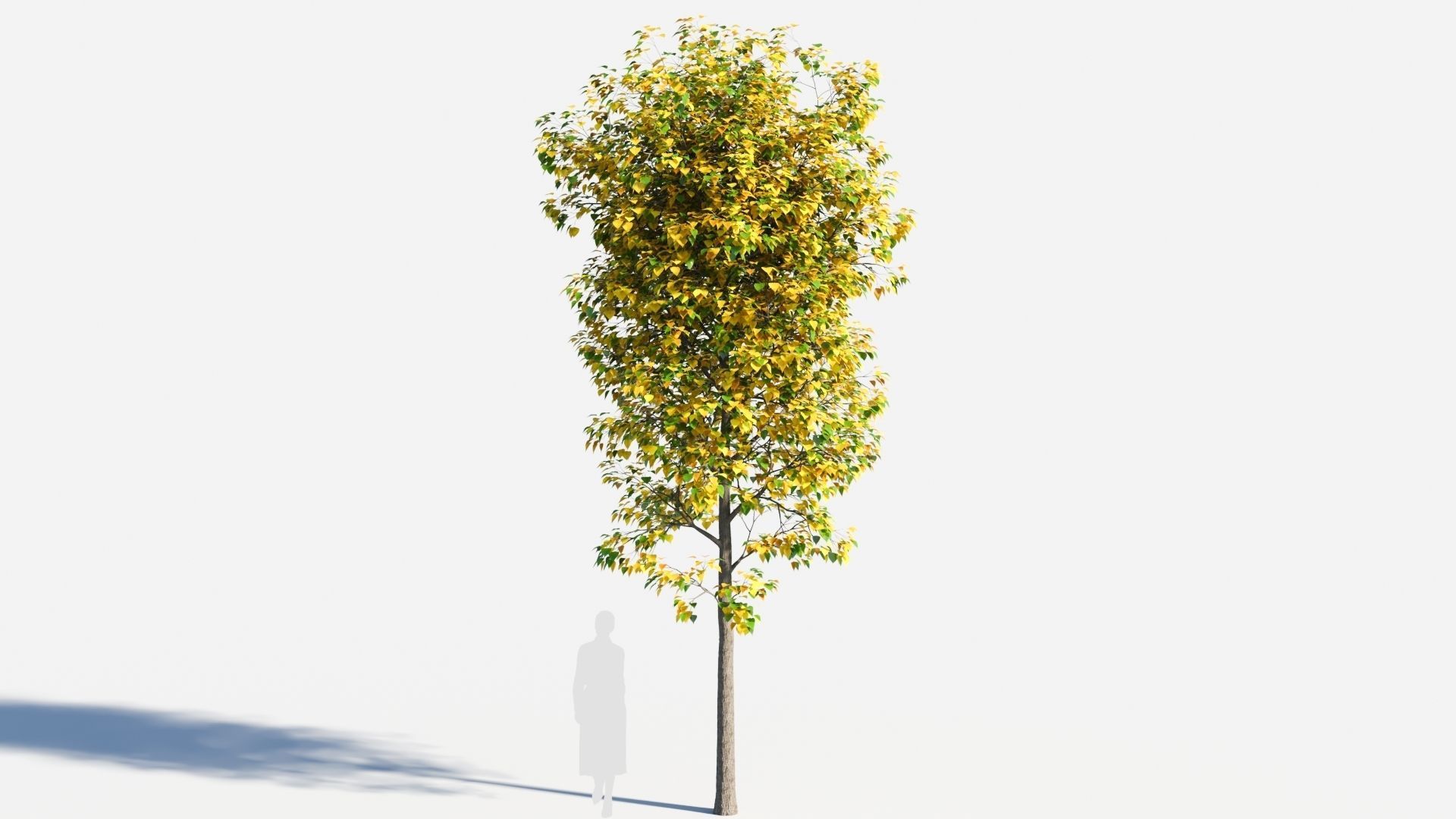 Populus balsamifera tree-1 3D model_6