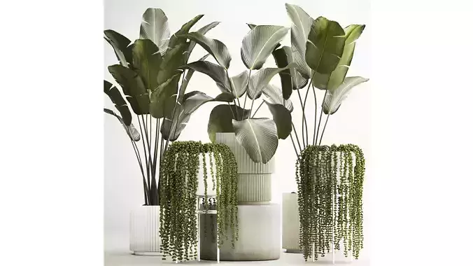 Beautiful Strelitzia and Calathea lutea plants in a flower pot 