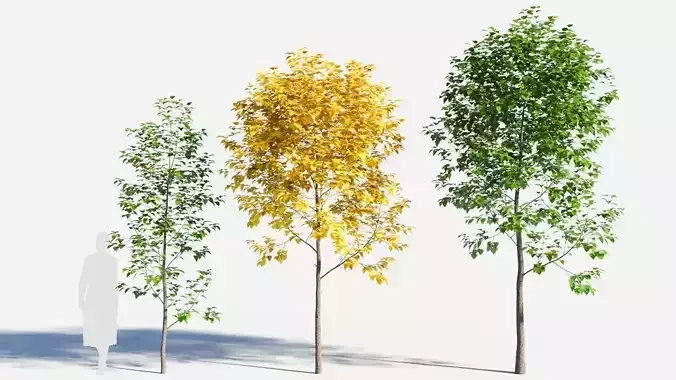 Populus balsamifera tree-2