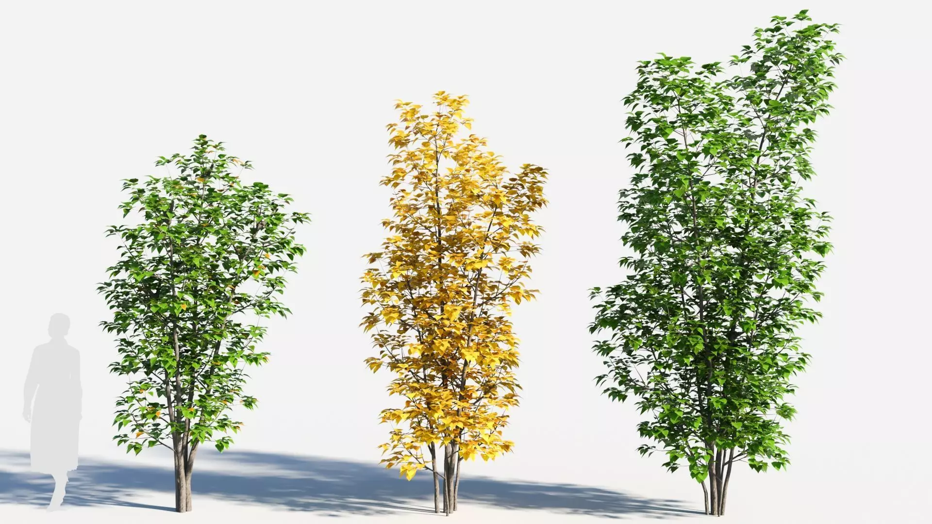 Populus balsamifera tree-3 3D model_0