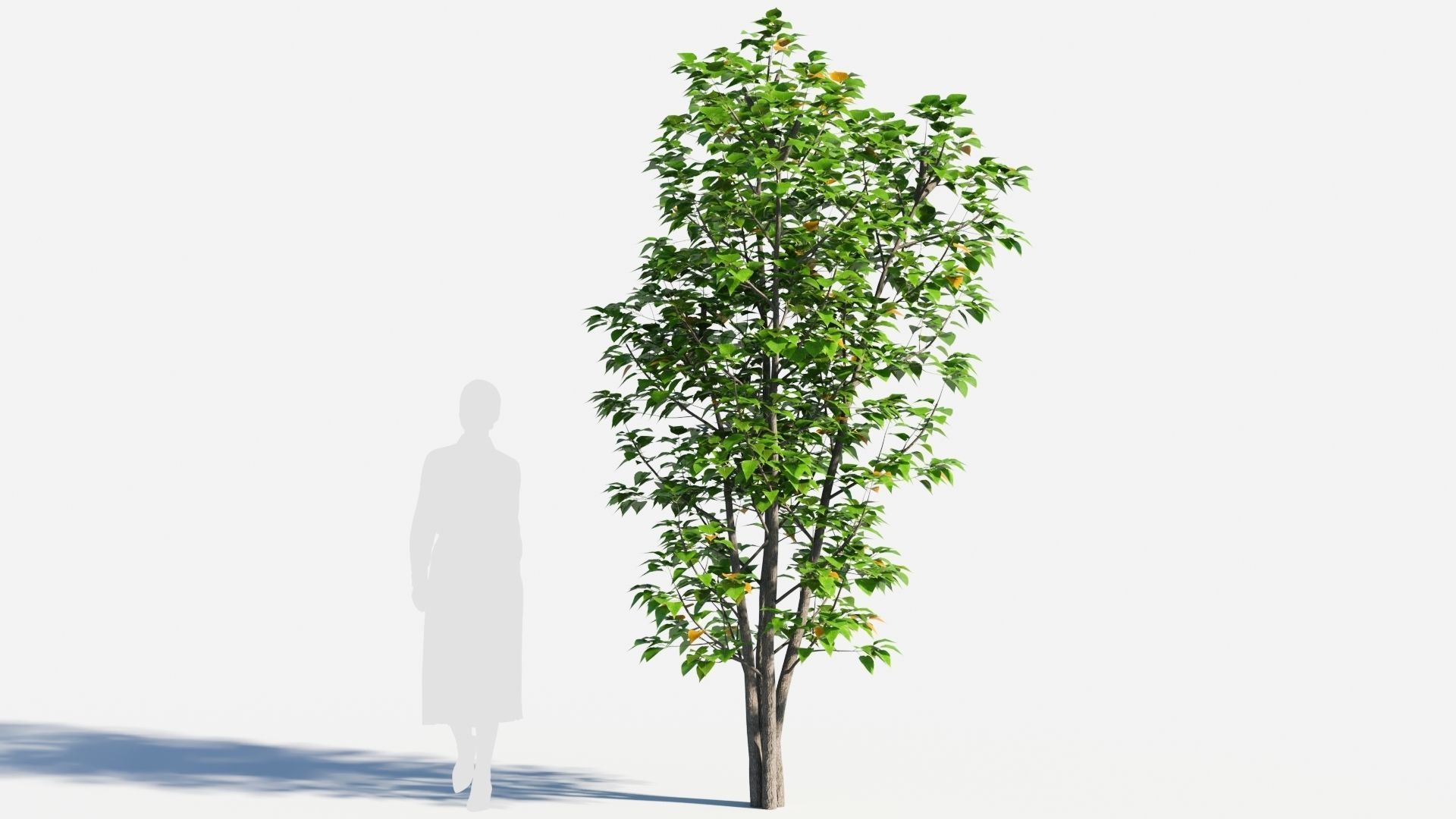 Populus balsamifera tree-3 3D model_4