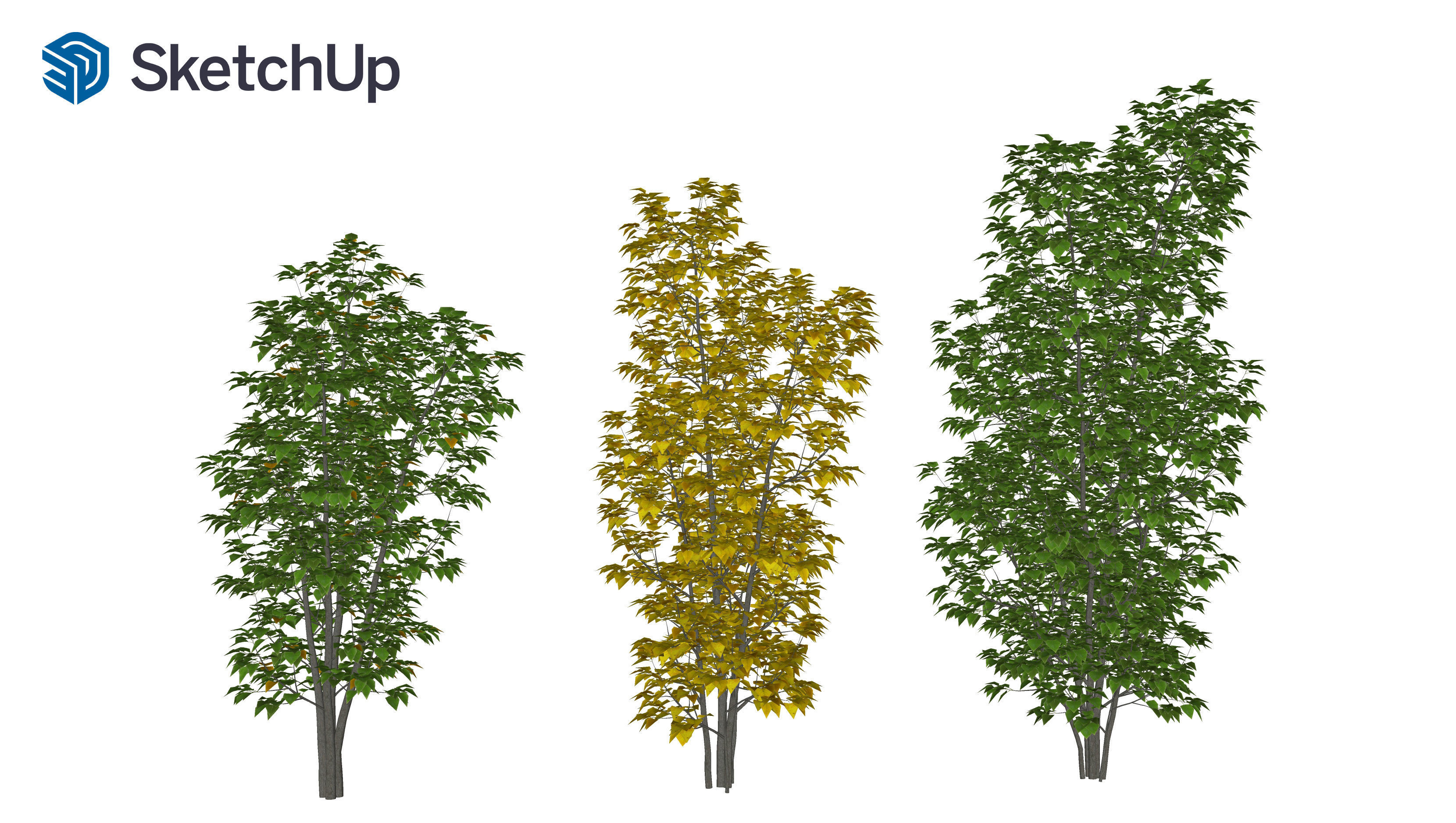 Populus balsamifera tree-3 3D model_7