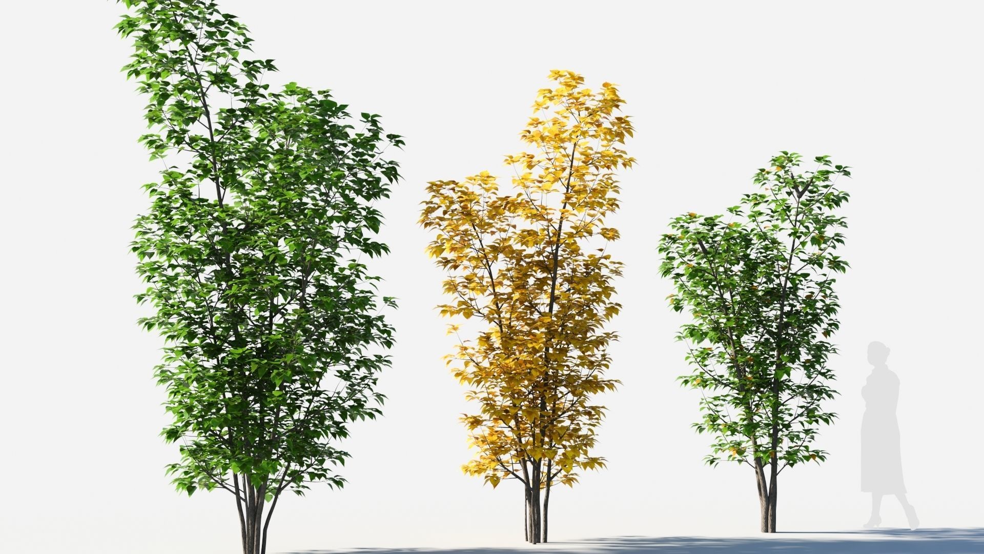 Populus balsamifera tree-3 3D model_3