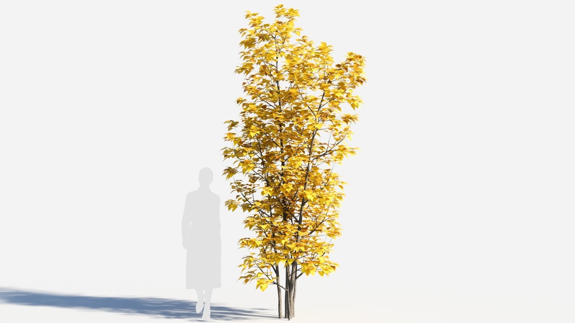 Populus balsamifera tree-3 3D model_5