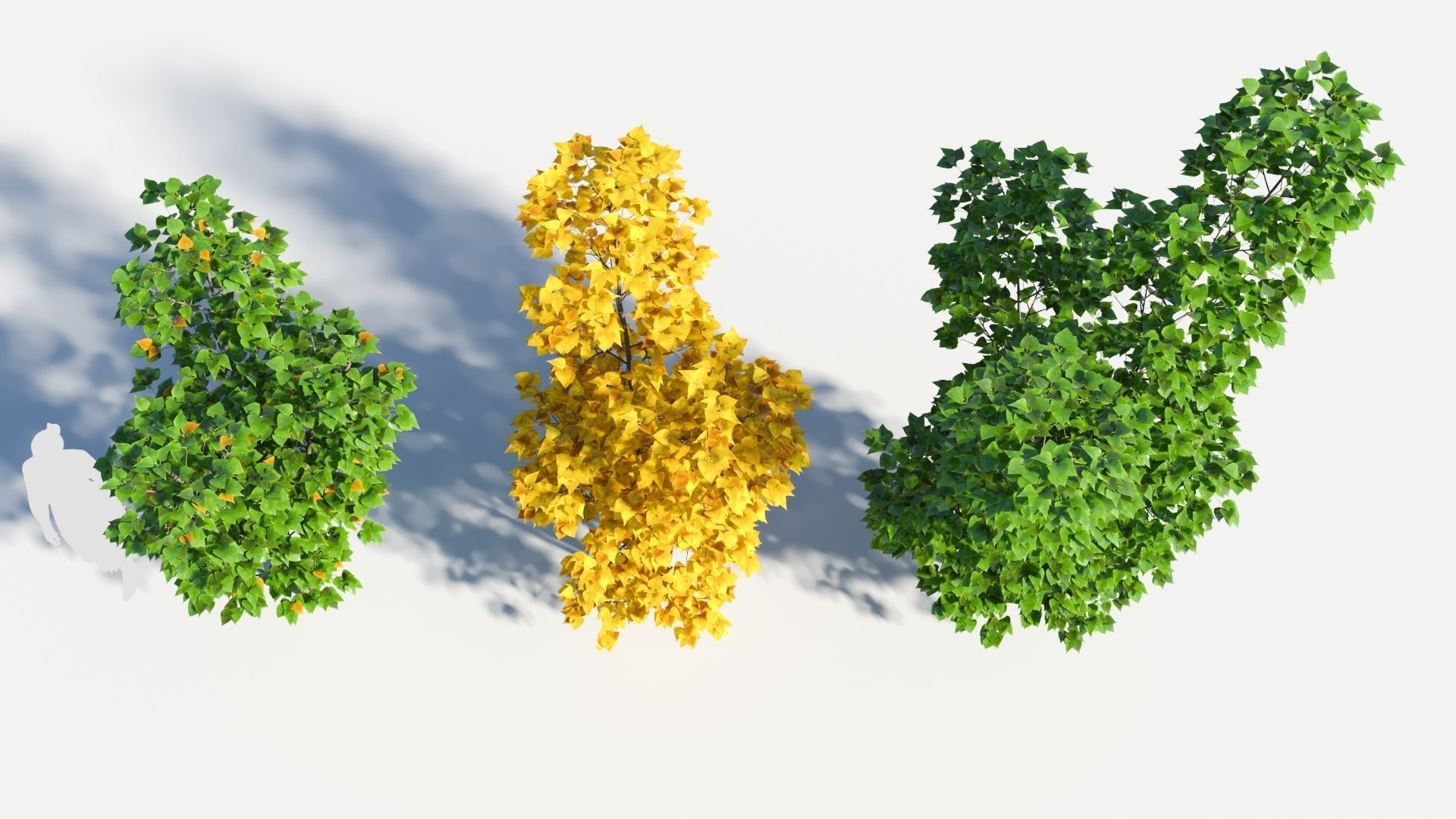 Populus balsamifera tree-3 3D model_1