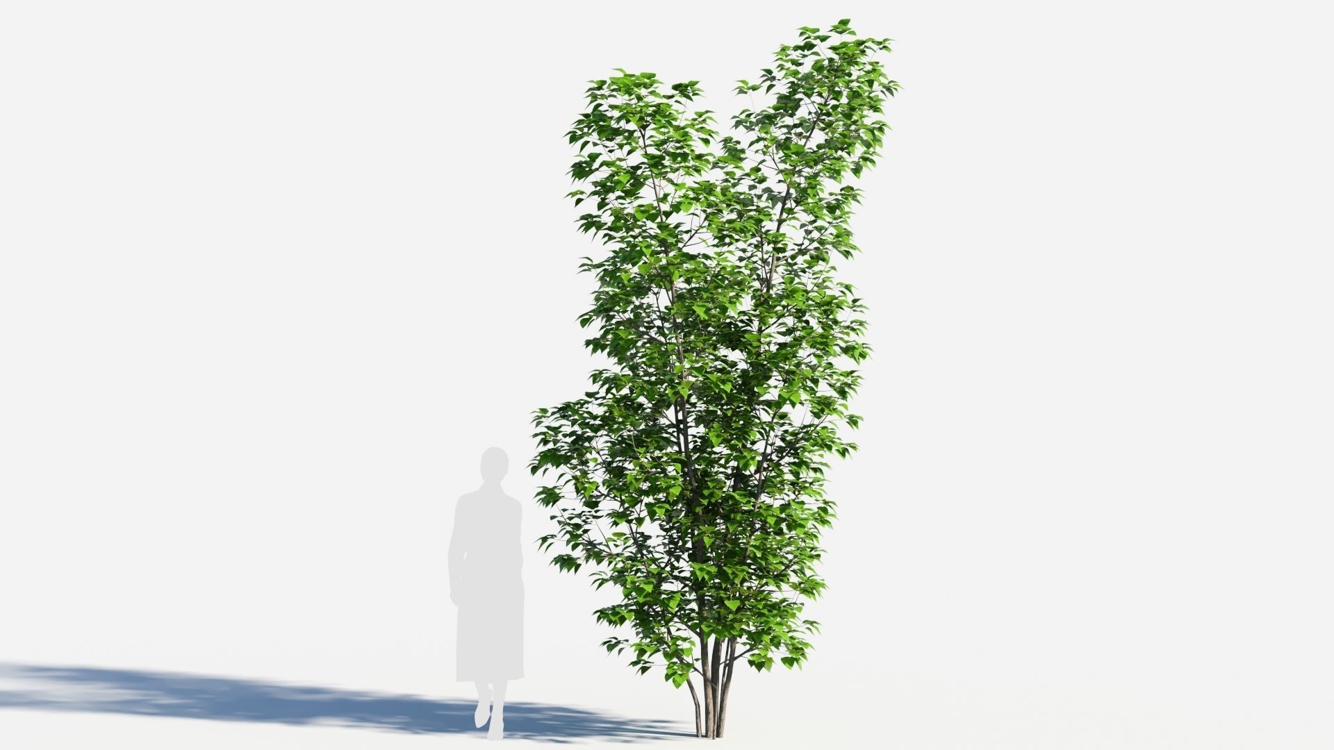 Populus balsamifera tree-3 3D model_6