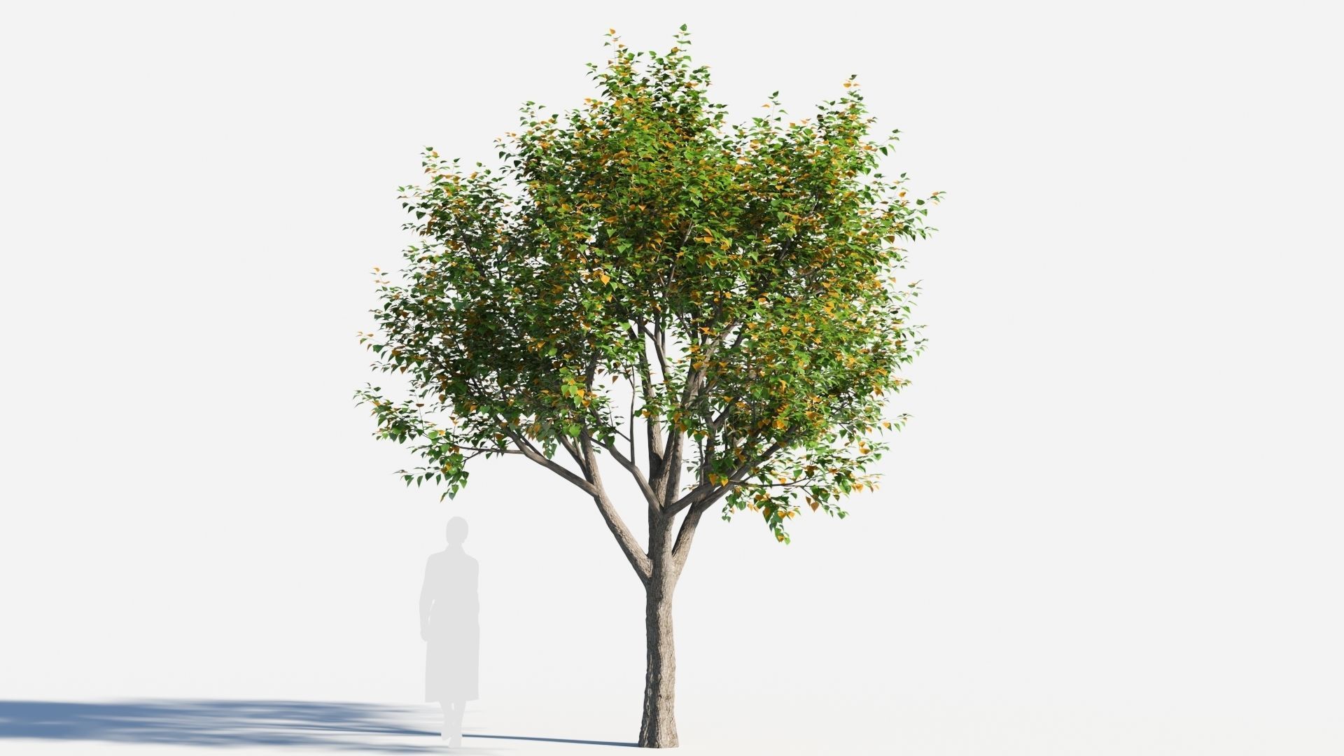 Populus balsamifera tree-4 3D model_4
