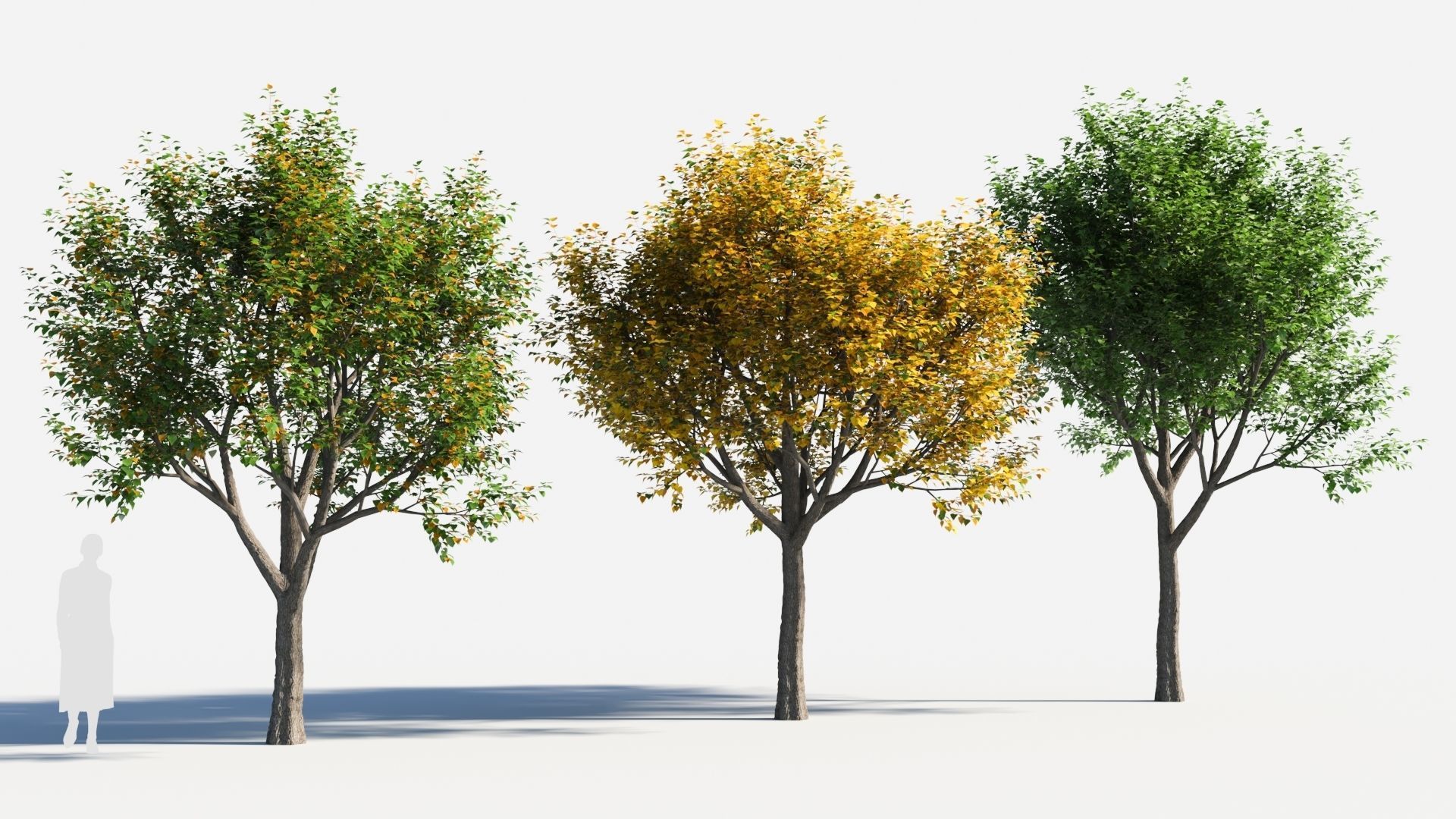 Populus balsamifera tree-4 3D model_2