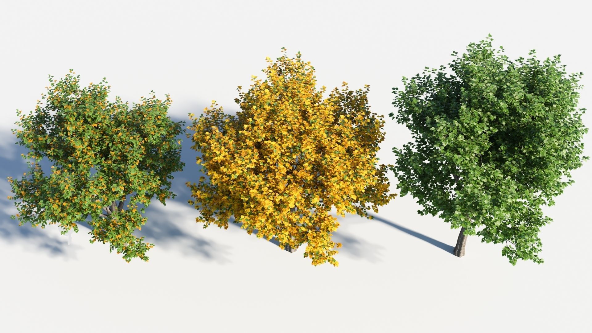 Populus balsamifera tree-4 3D model_1