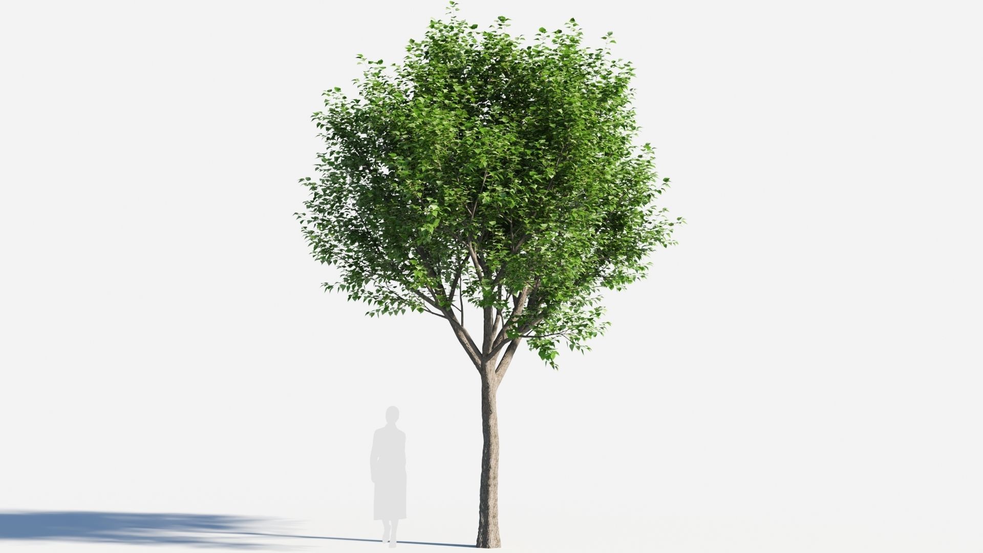 Populus balsamifera tree-4 3D model_6