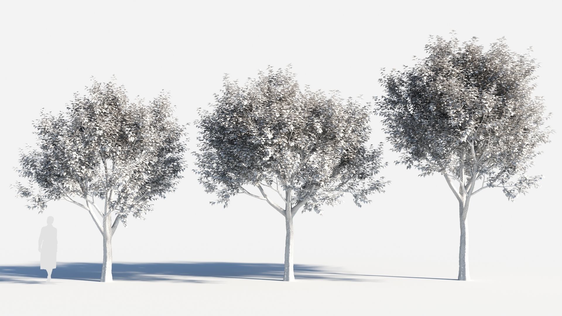 Populus balsamifera tree-4 3D model_8