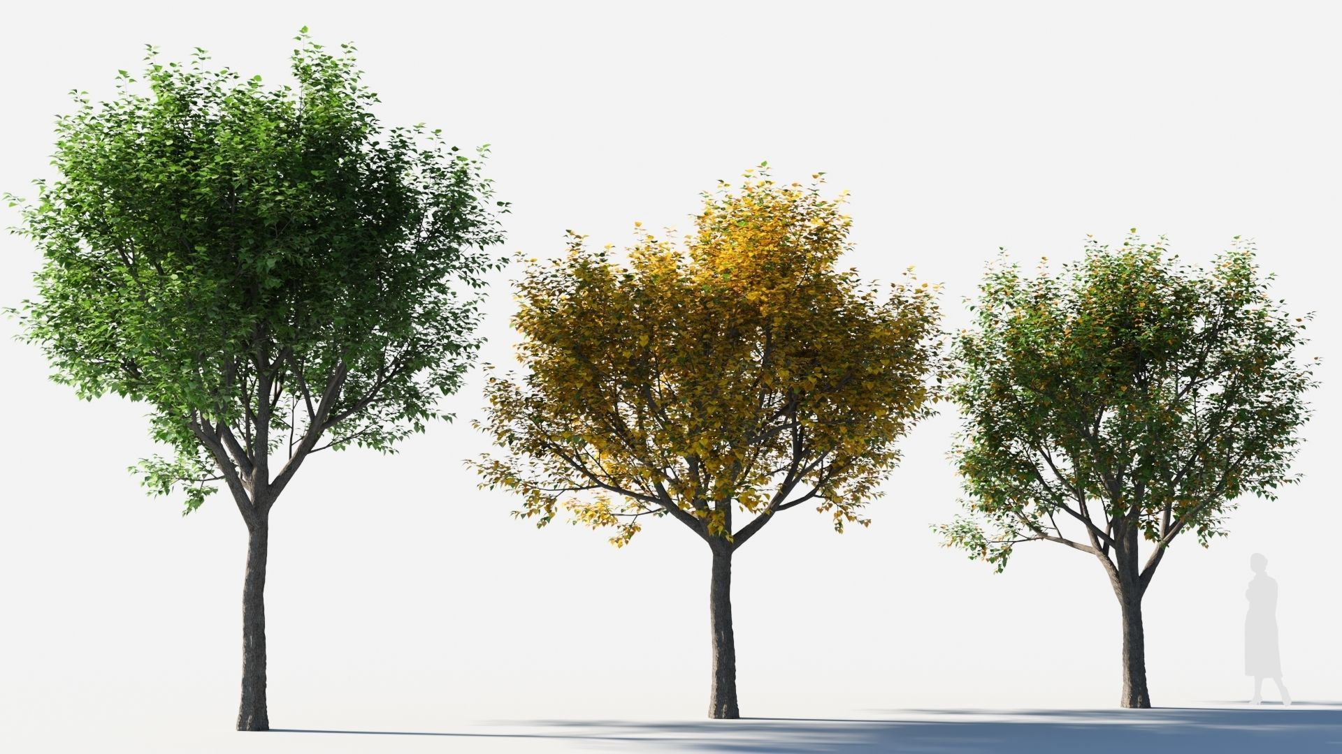 Populus balsamifera tree-4 3D model_3