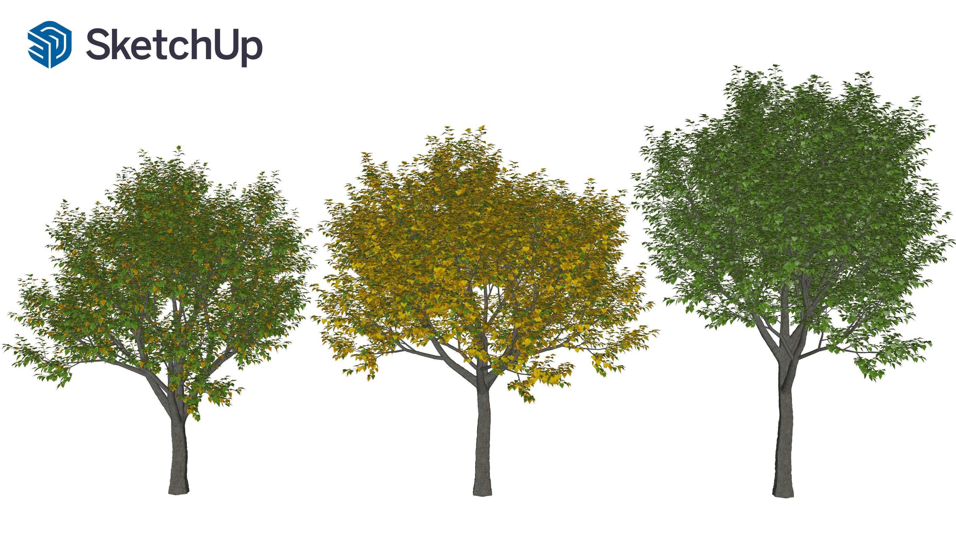 Populus balsamifera tree-4 3D model_7