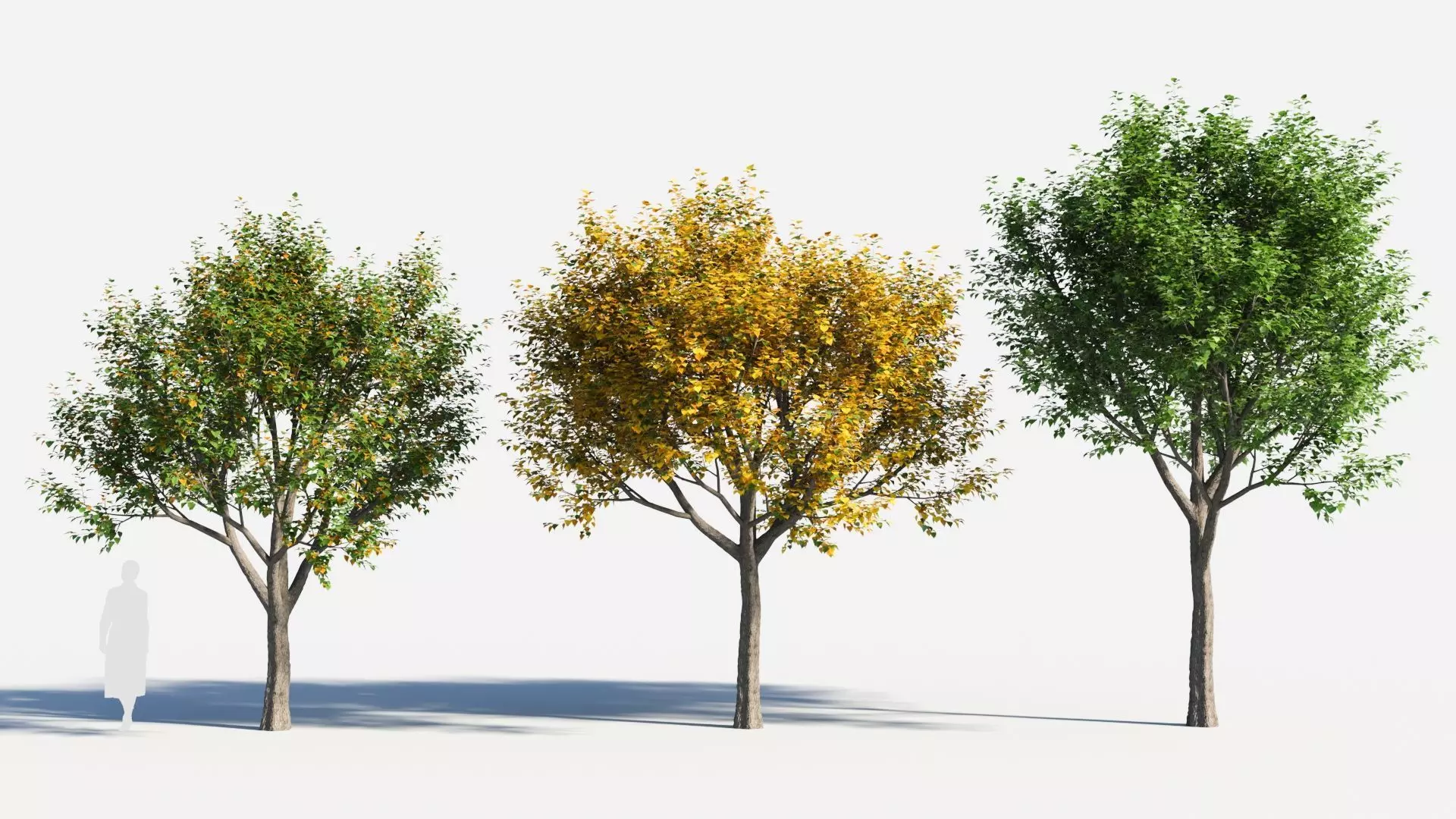 Populus balsamifera tree-4 3D model_0
