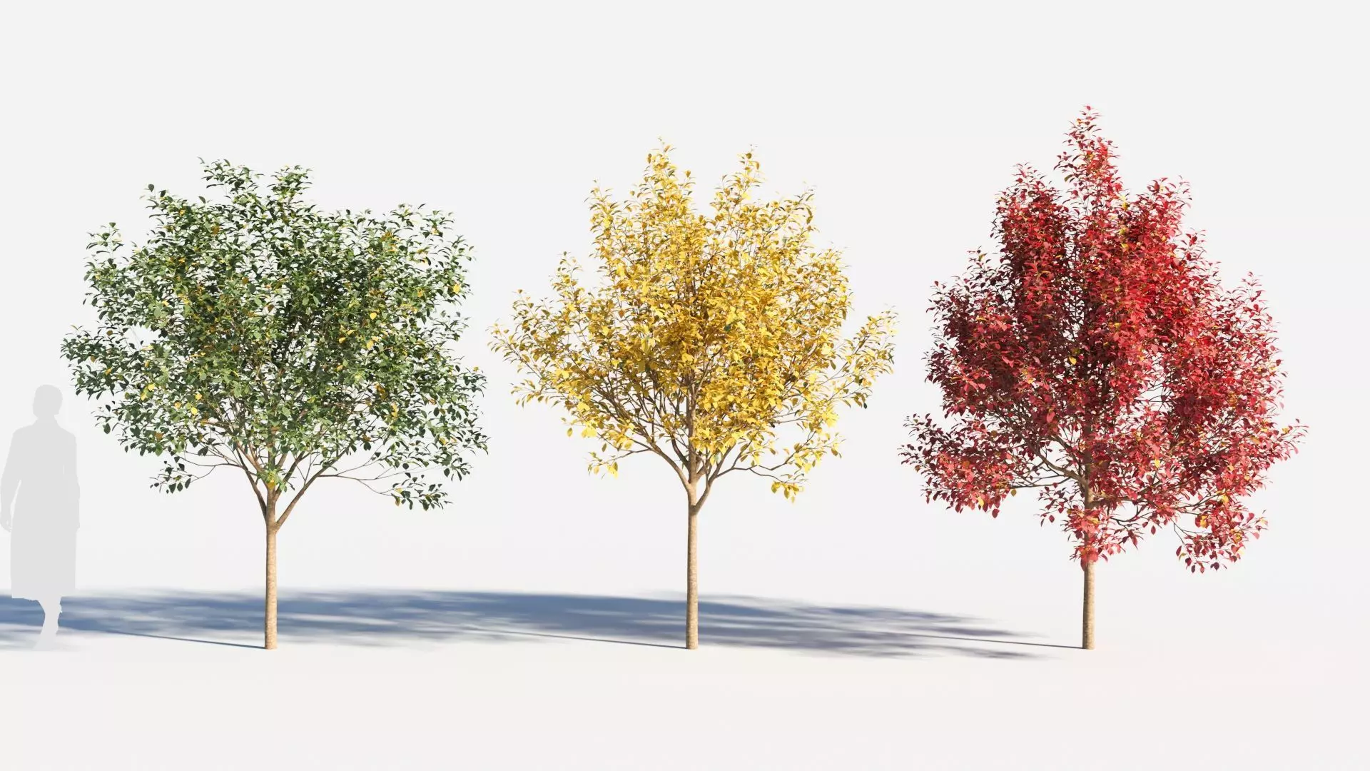 Prunus virginiana-1 3D model_0