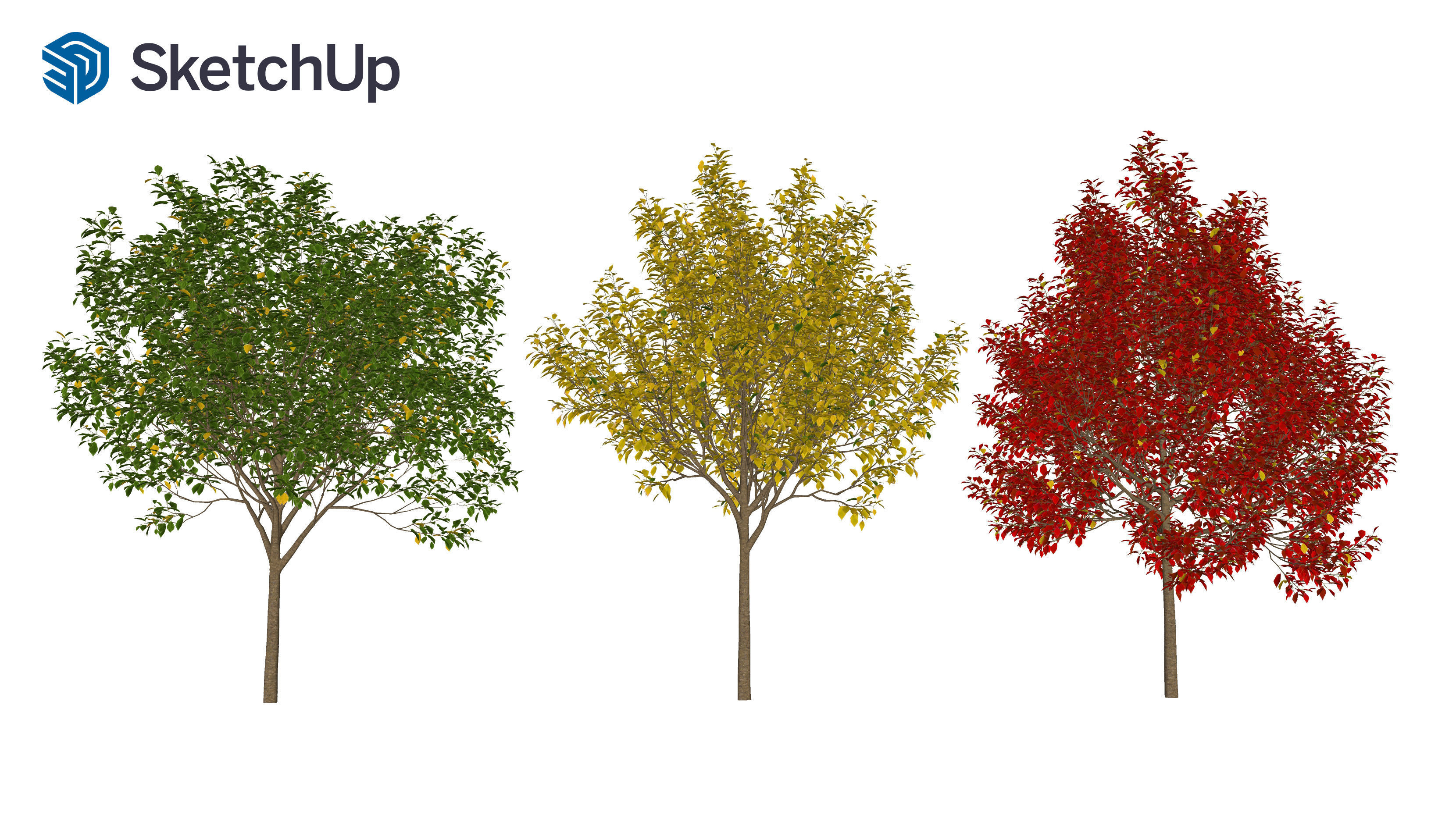 Prunus virginiana-1 3D model_7