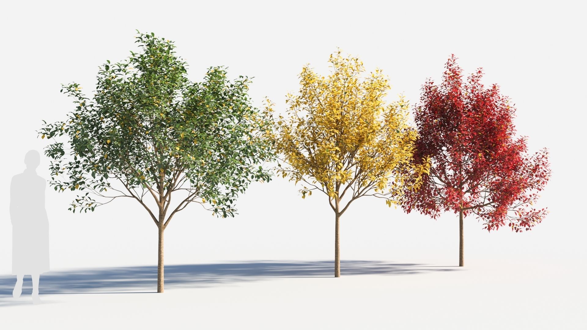 Prunus virginiana-1 3D model_2