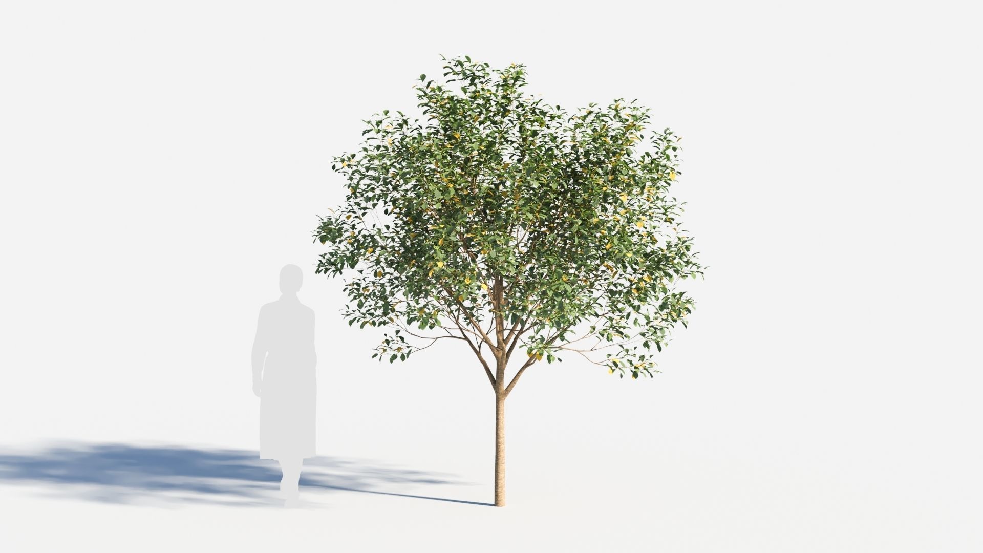 Prunus virginiana-1 3D model_4
